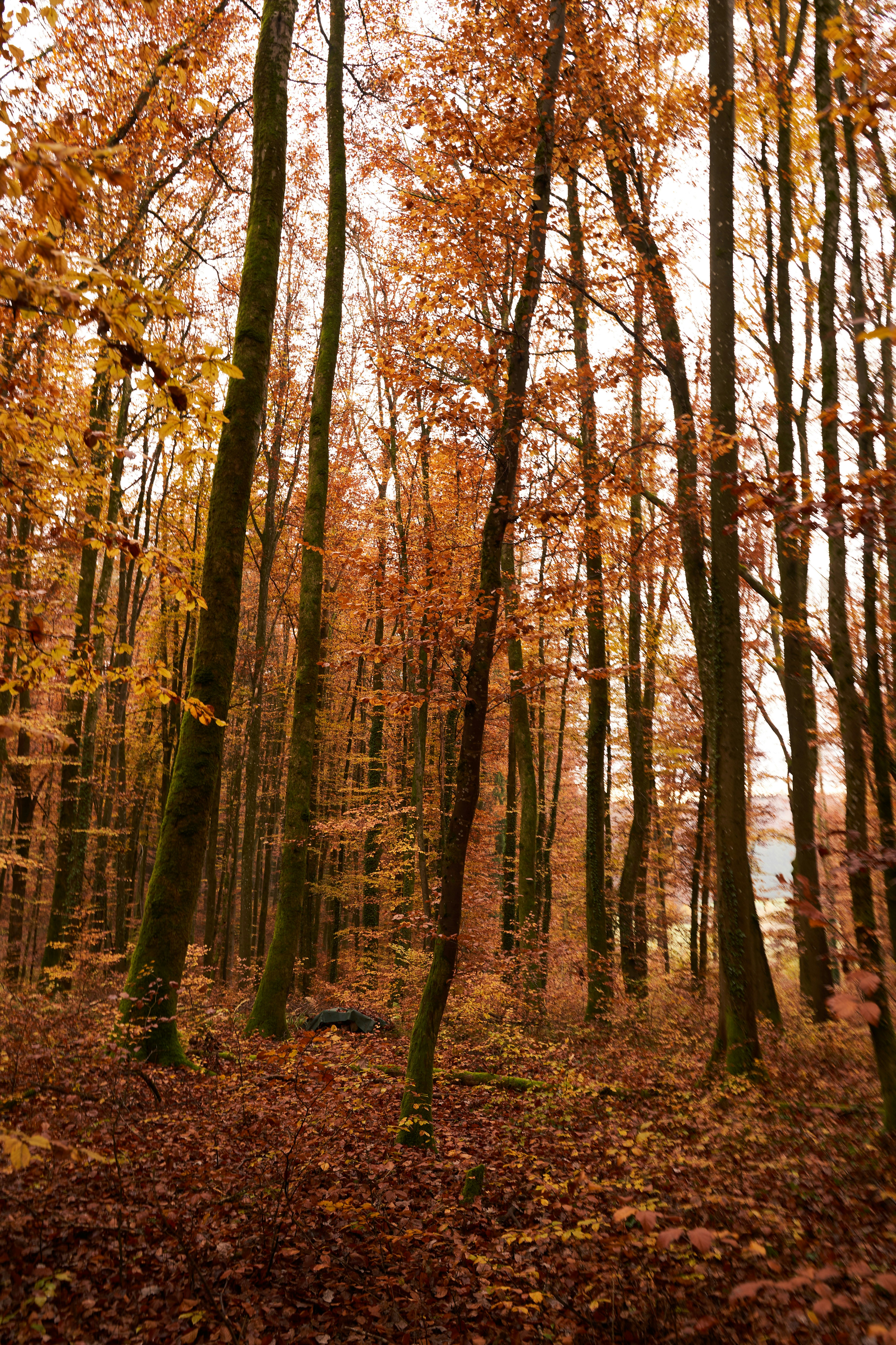 Photo by wolfgang_hasselmann