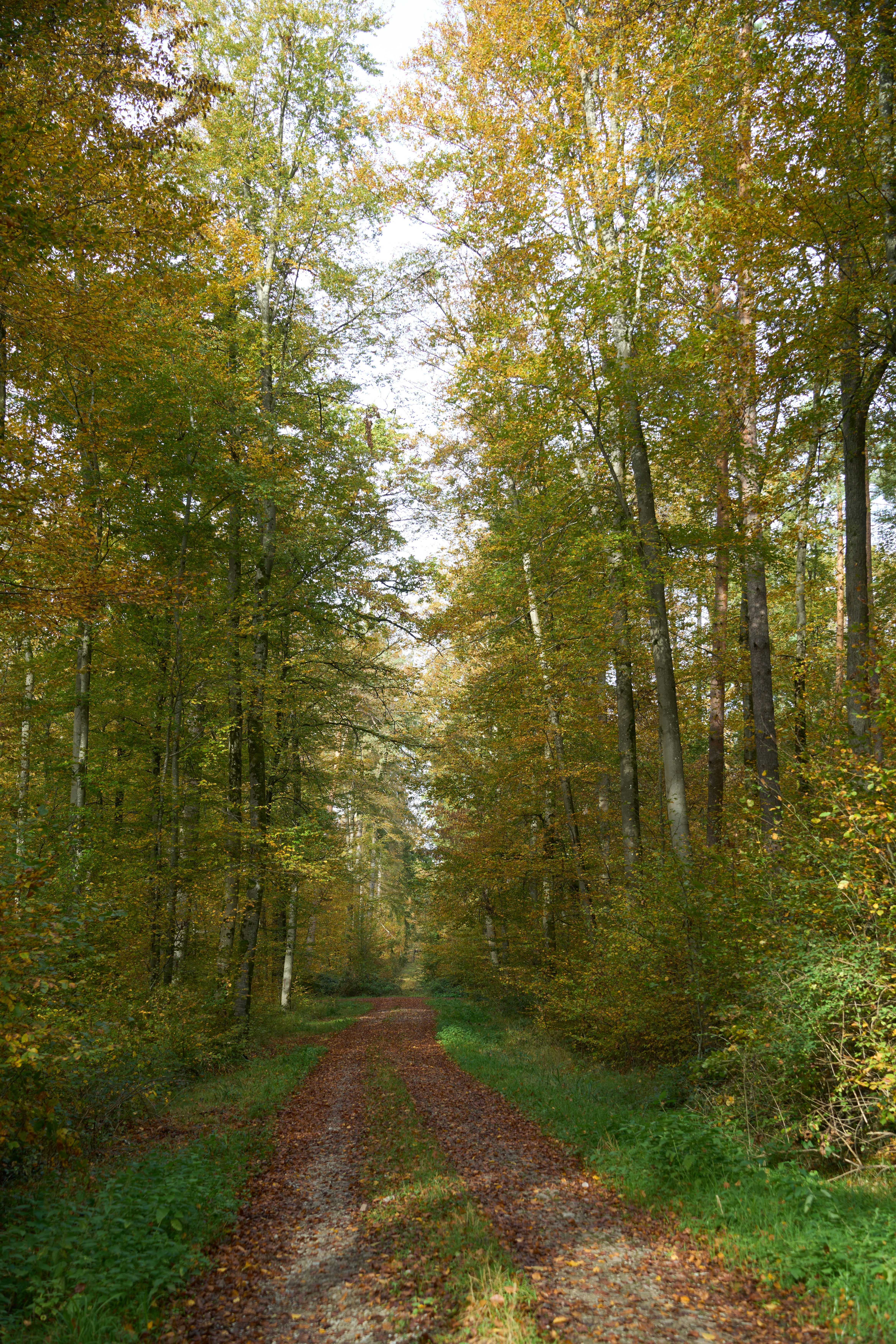 Photo by wolfgang_hasselmann