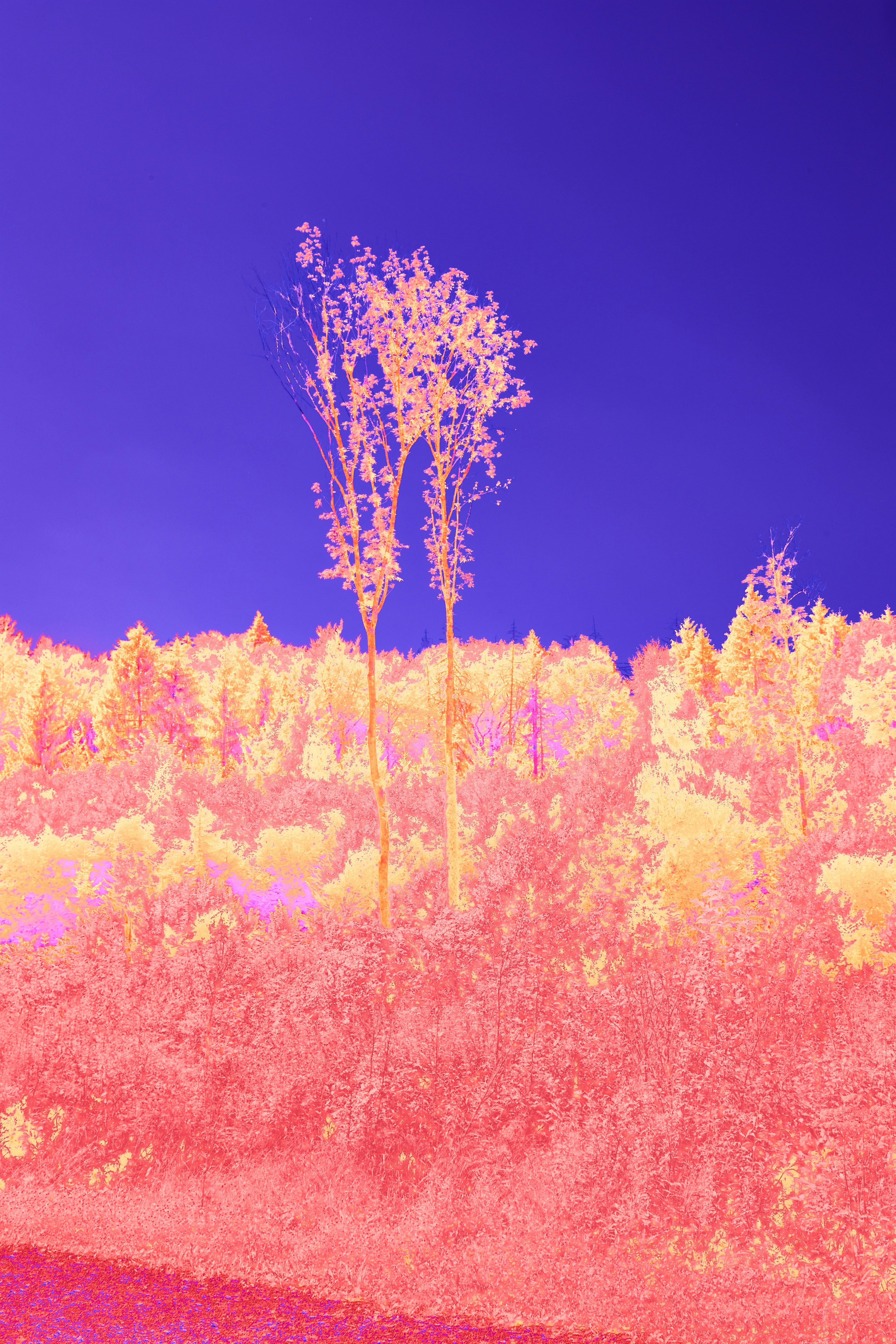 Photo by wolfgang_hasselmann