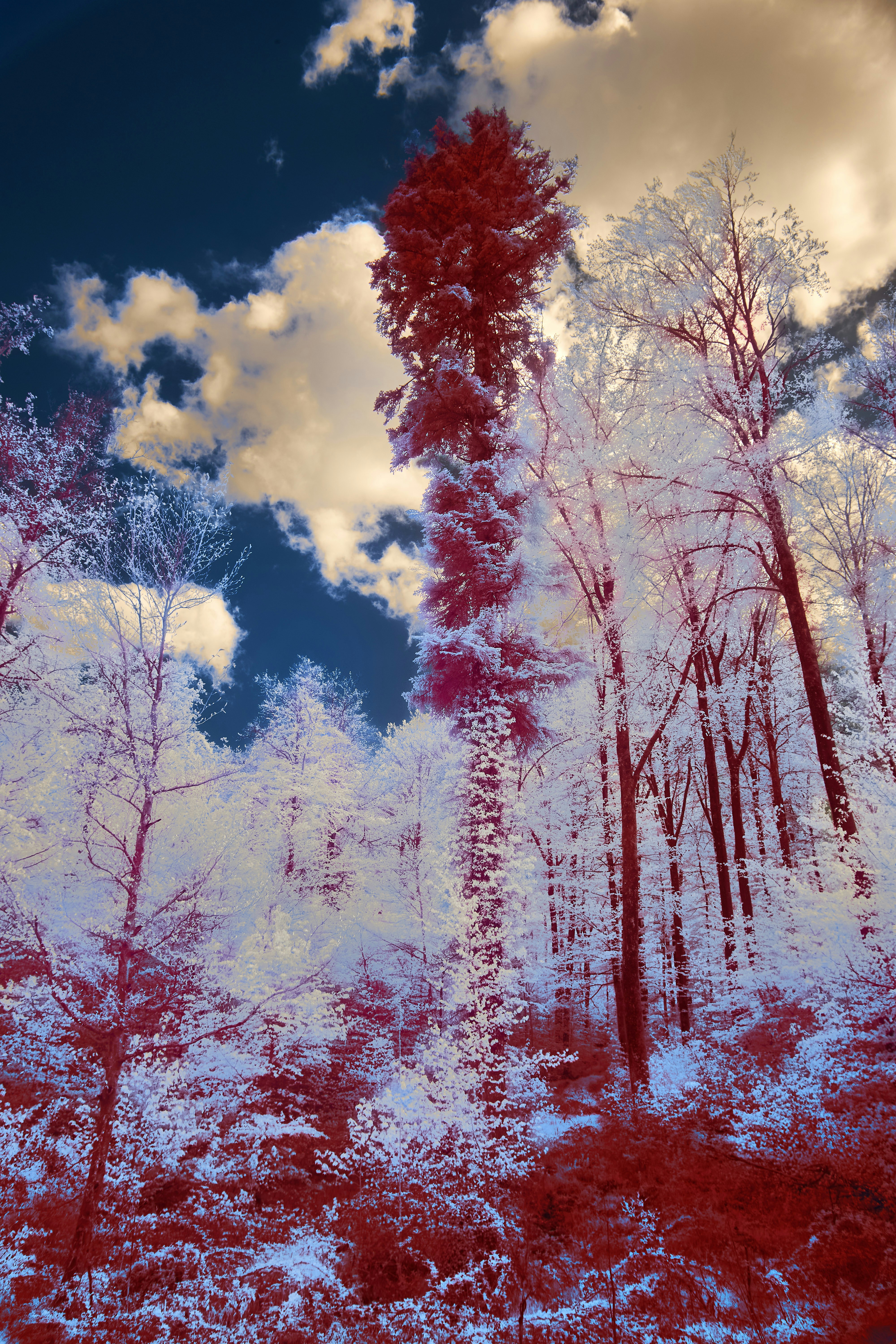 Photo by wolfgang_hasselmann