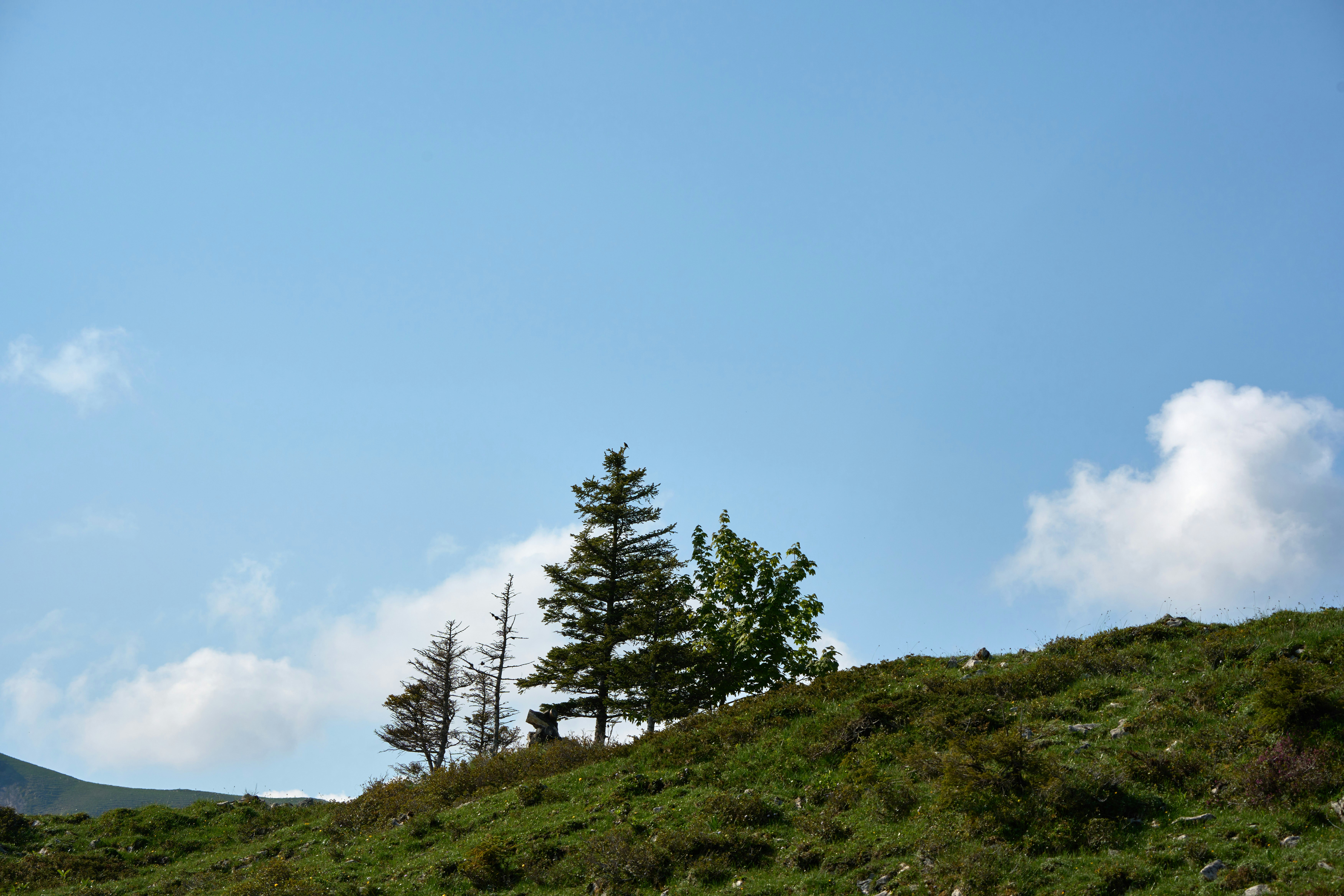 Photo by wolfgang_hasselmann