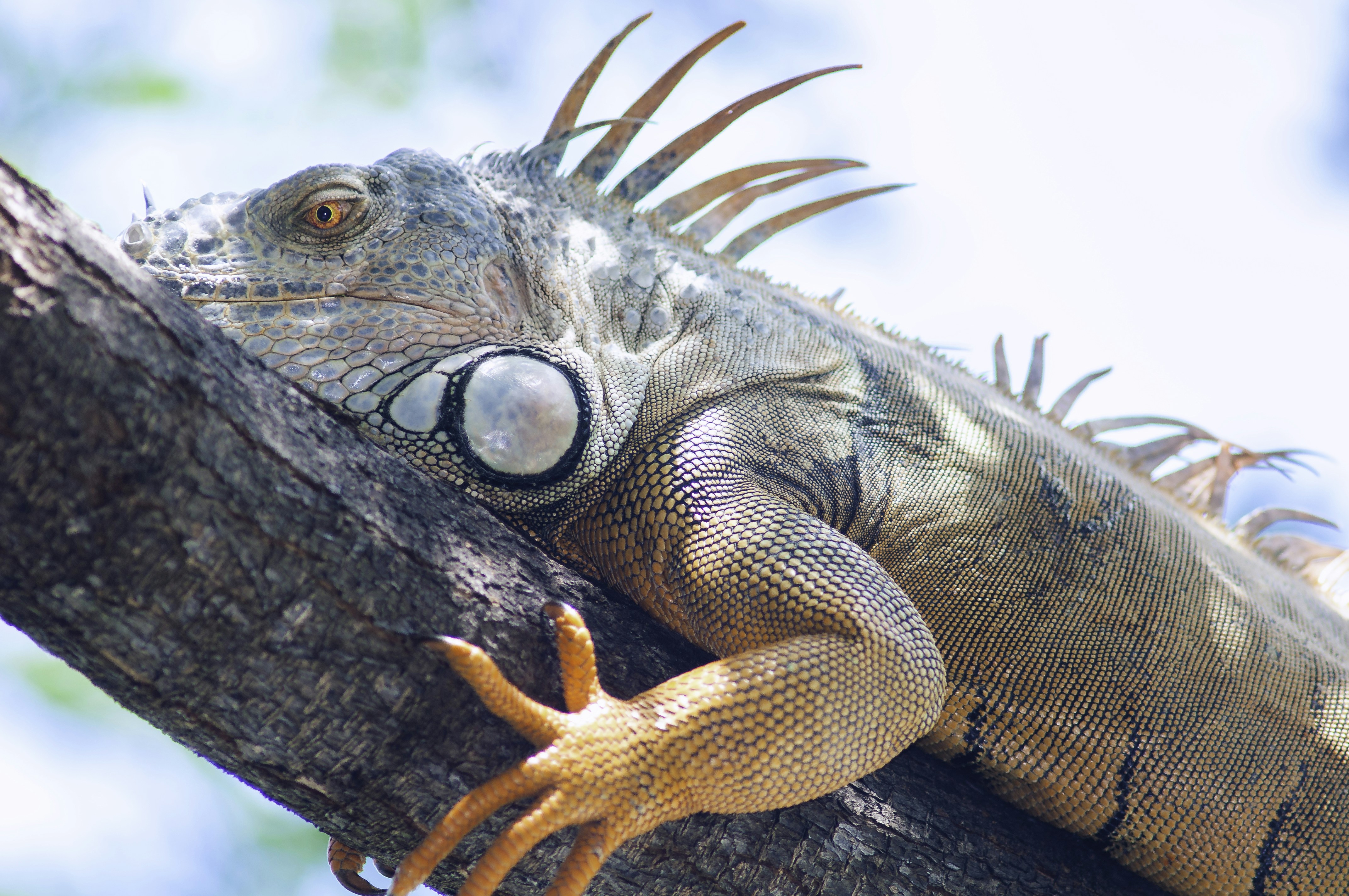 A close up of a lizard on a tree branch