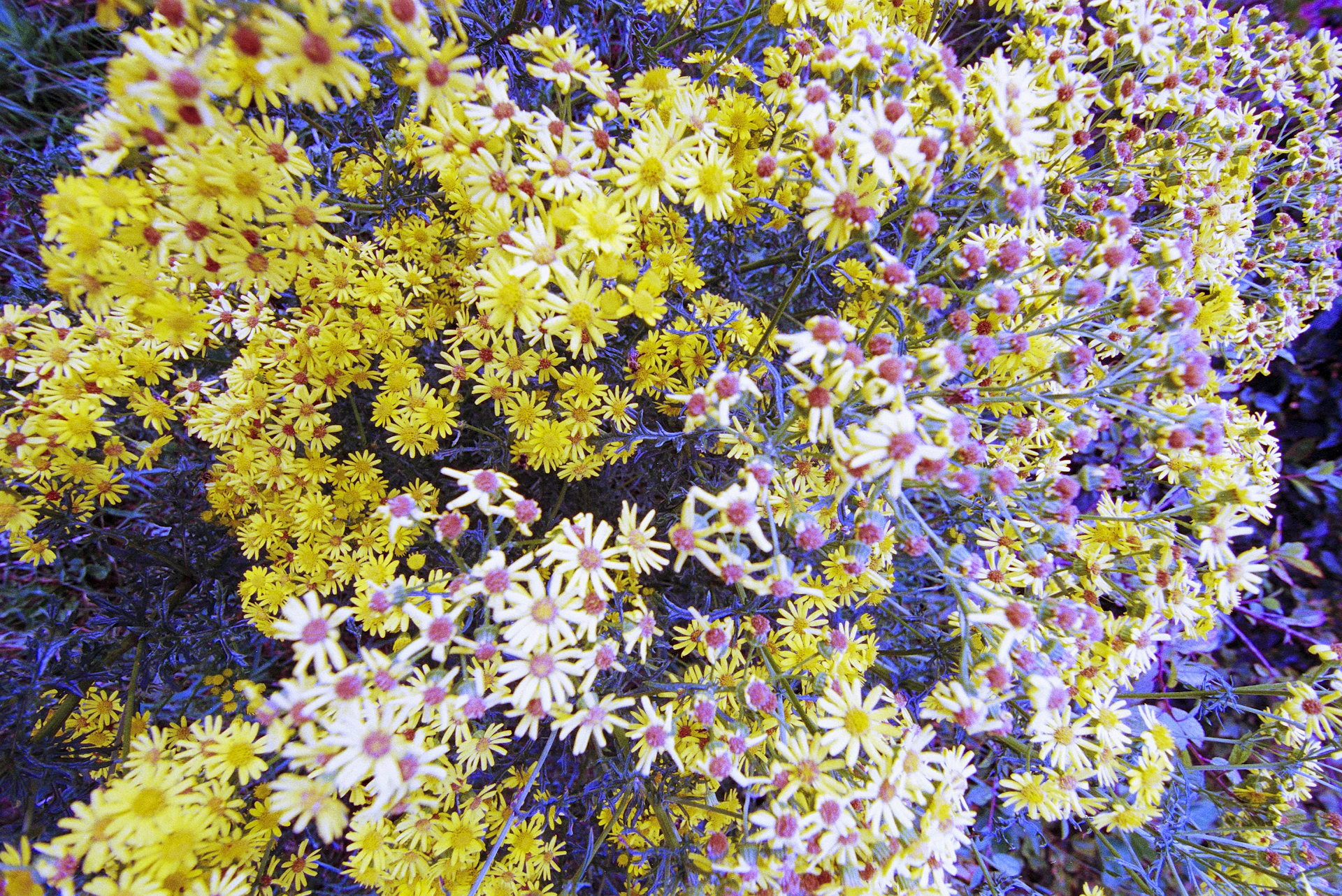 A bunch of flowers that are in the grass