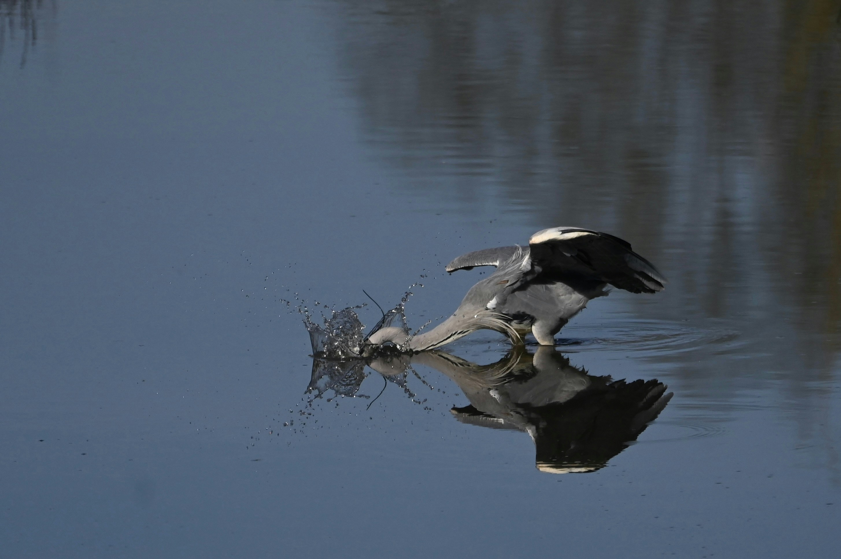 Photo by jeandekindt