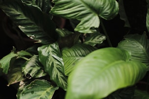 A close up of a plant with green leaves