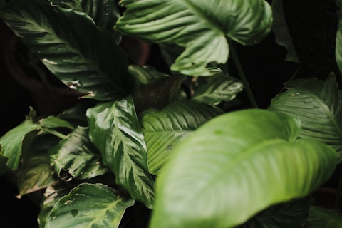 A close up of a plant with green leaves