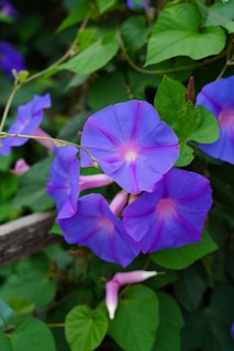 September Birth Flower, Morning Glory