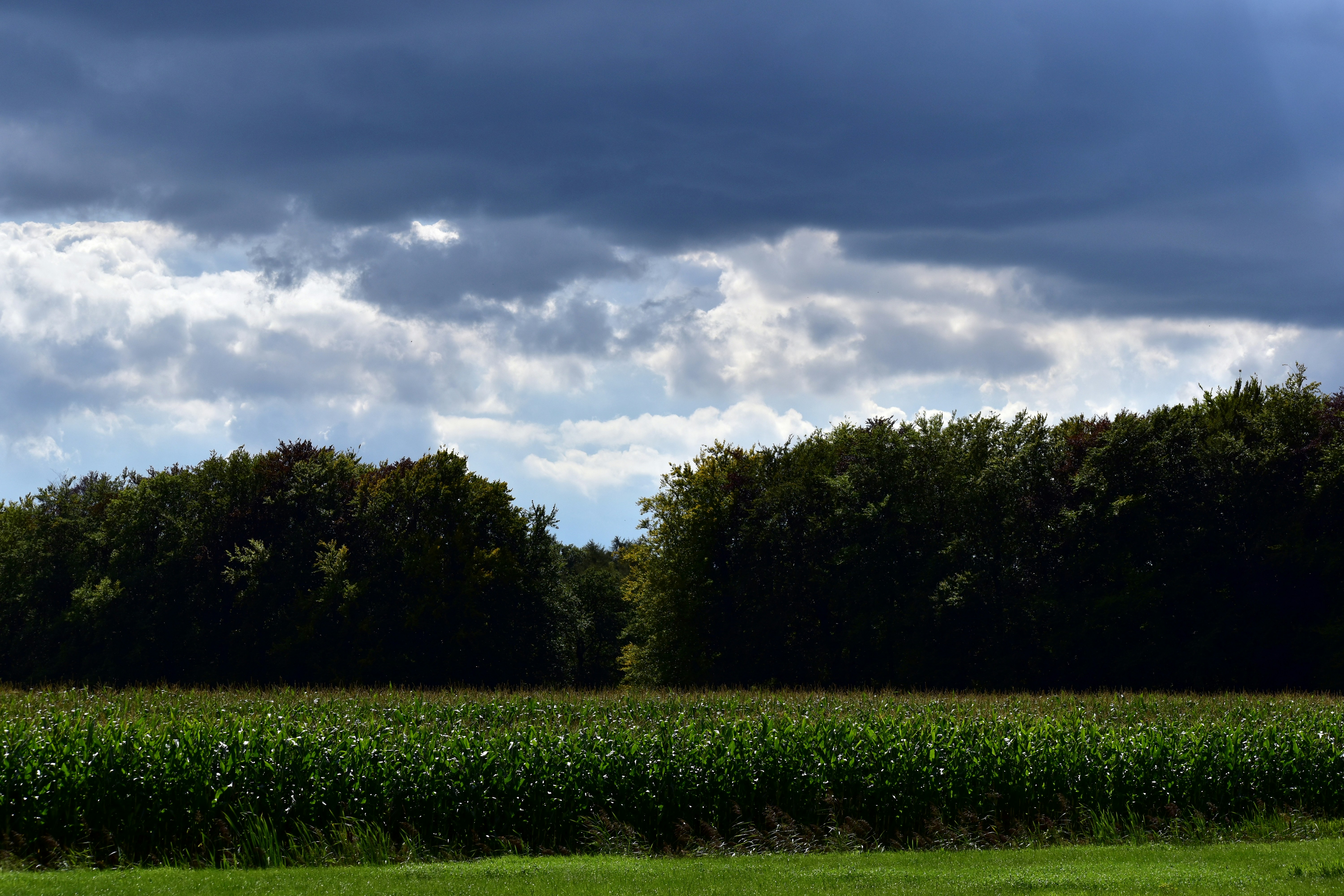 Afbeelding van Dalfsen