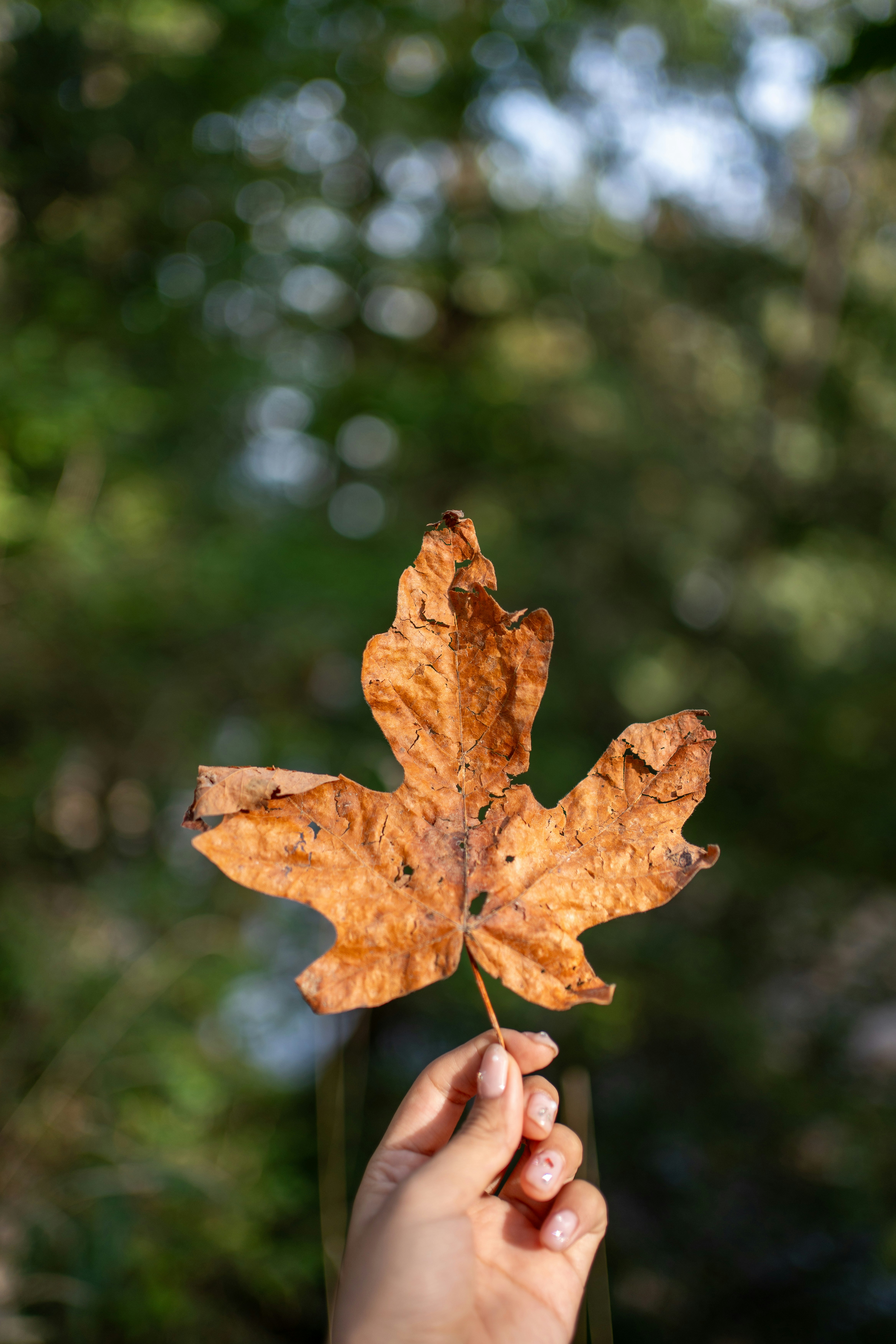 Photo by nssaremi