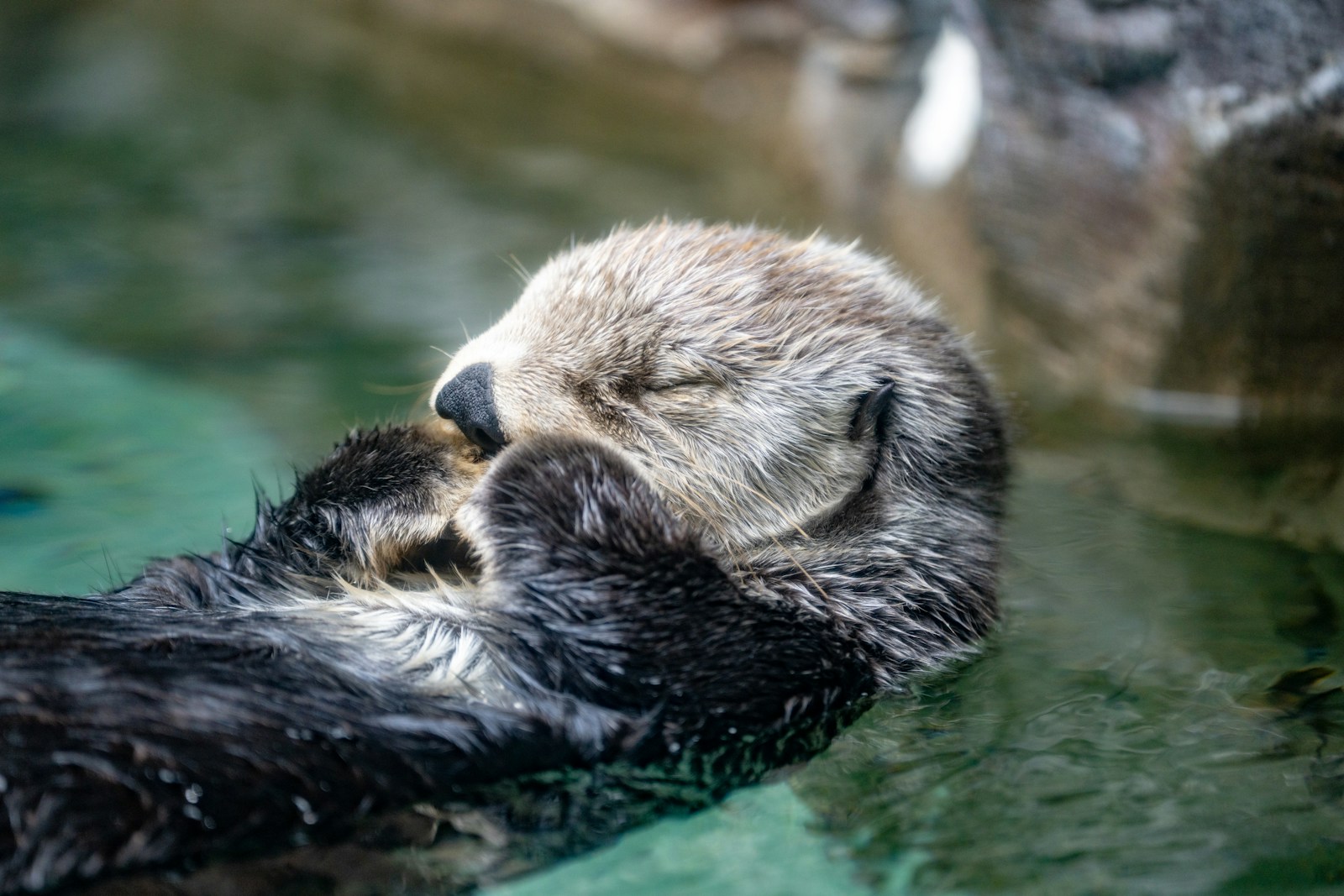 animal sleeping soundly in a a river