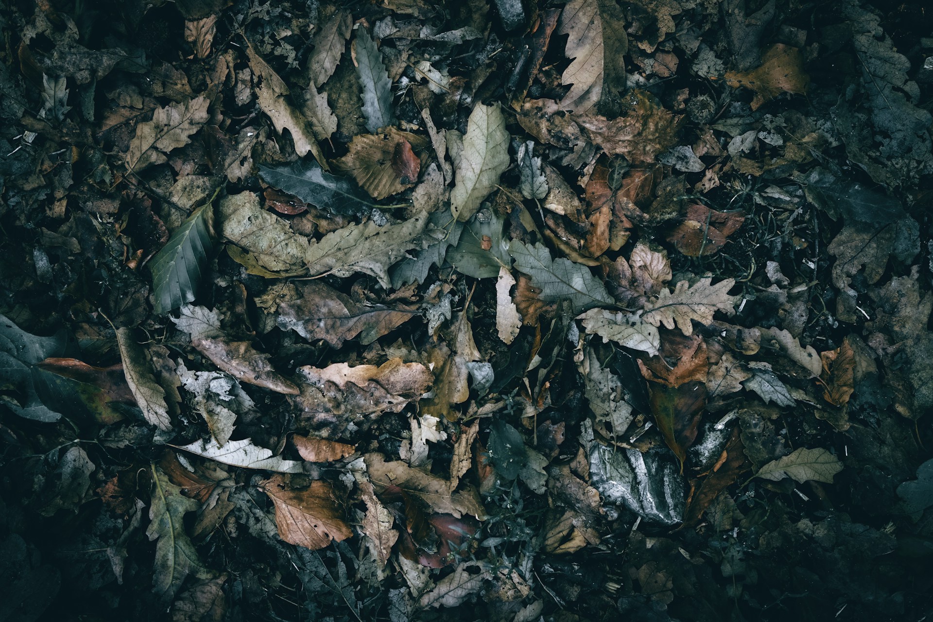A pile of dead leaves on the ground