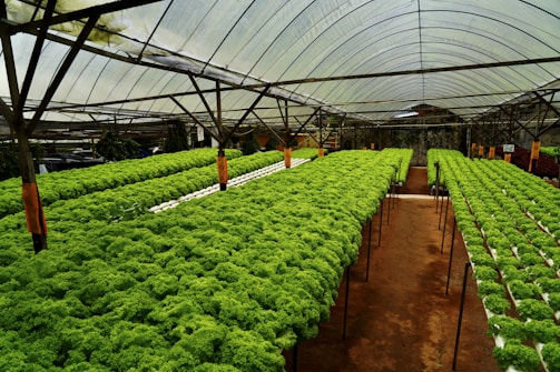 A greenhouse filled with lots of green plants