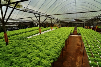 A greenhouse filled with lots of green plants
