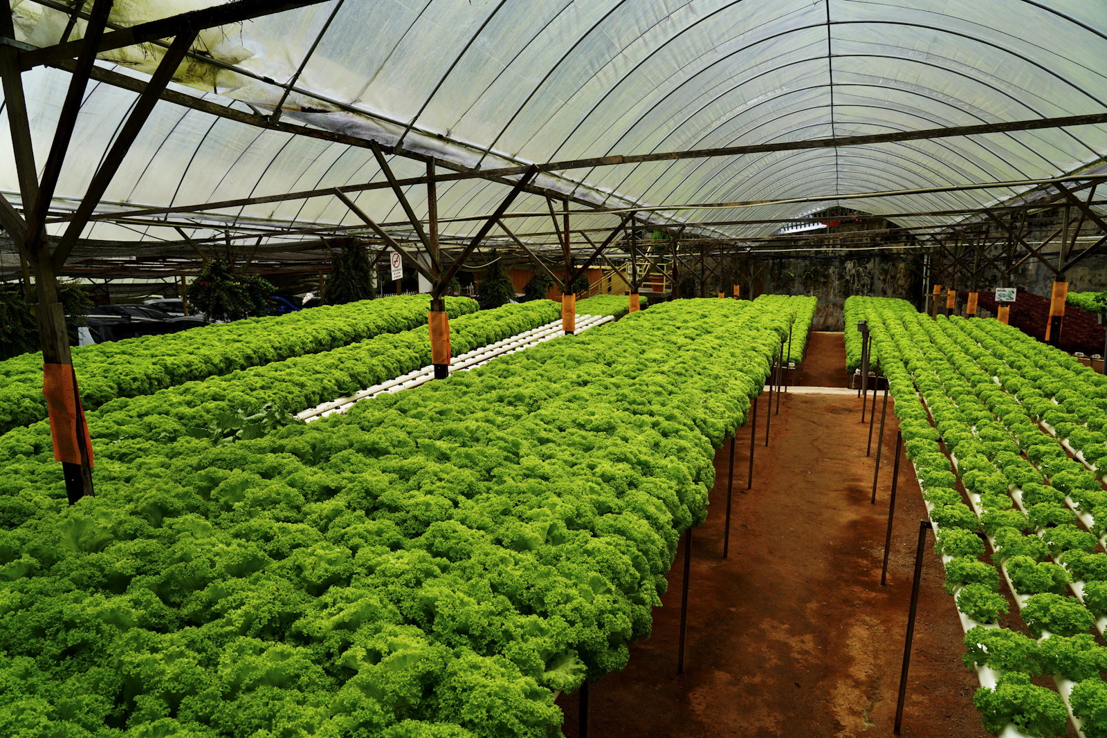 Greenhouse penuh tanaman hijau
