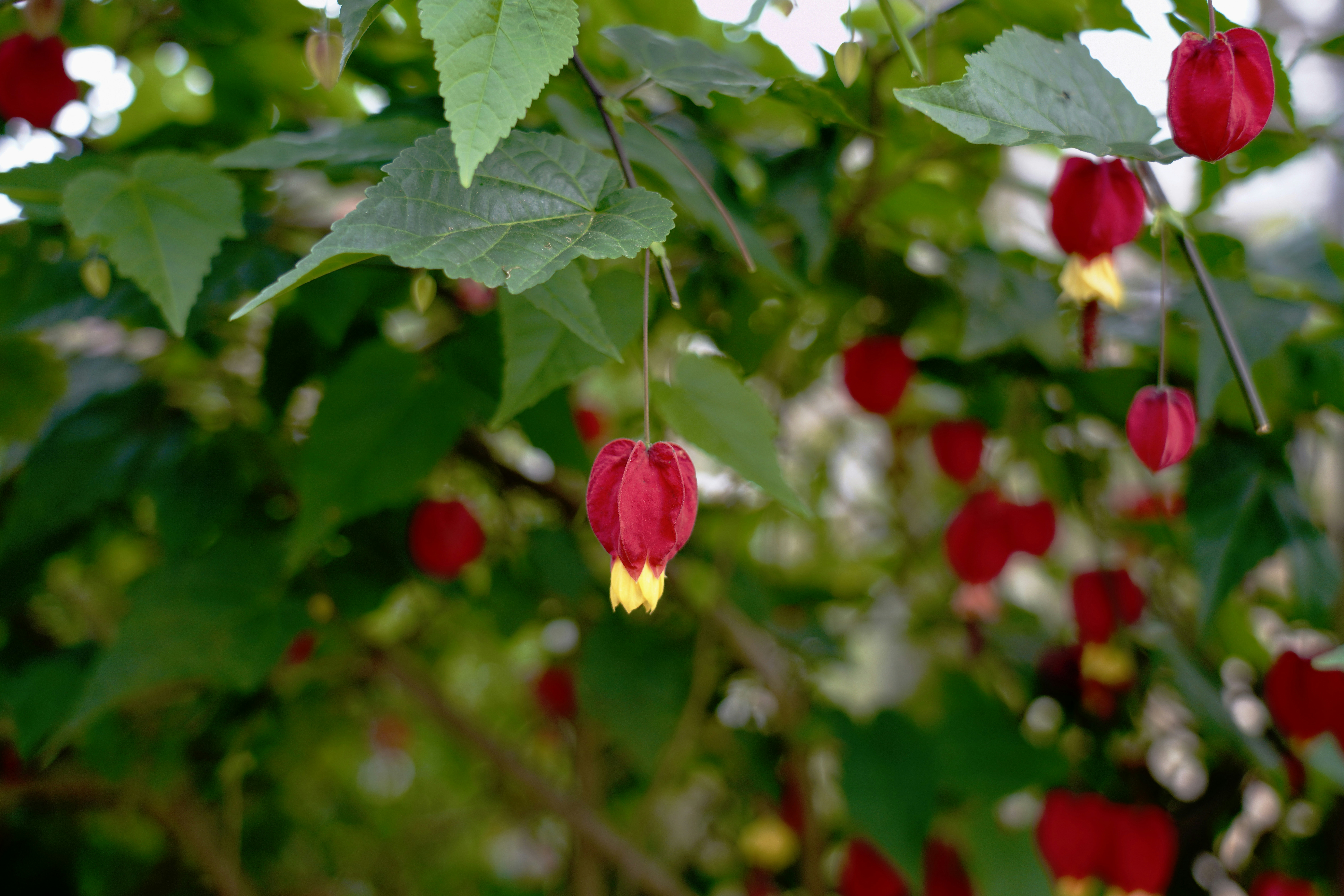 A bunch of red flowers hanging from a tree