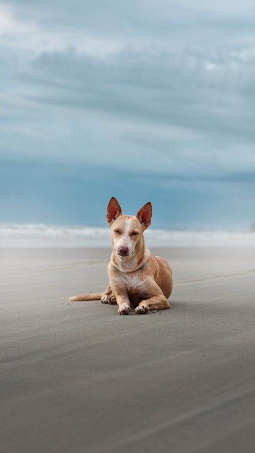A brown dog laying on top of a sandy beach