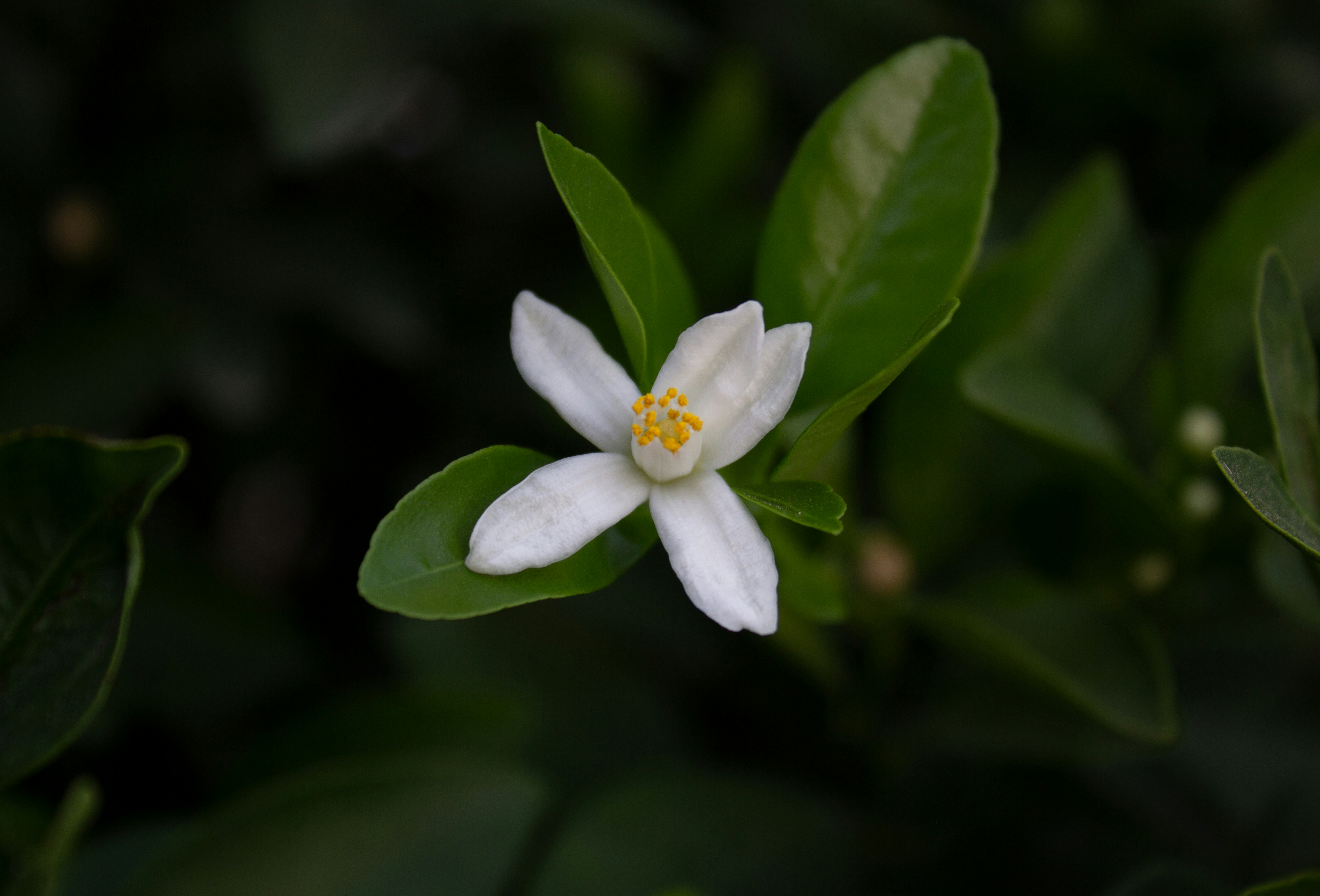 Photo by fundrisingformysonmedicalcondition