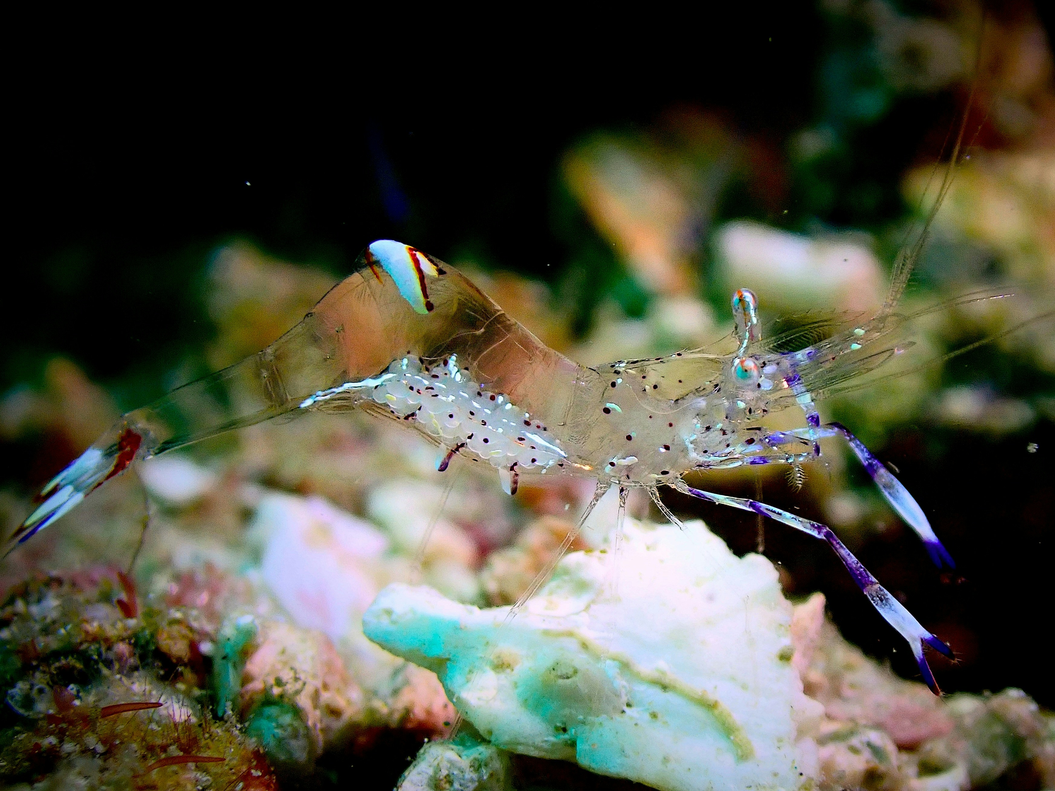 Photo by yan_underwater_photograph