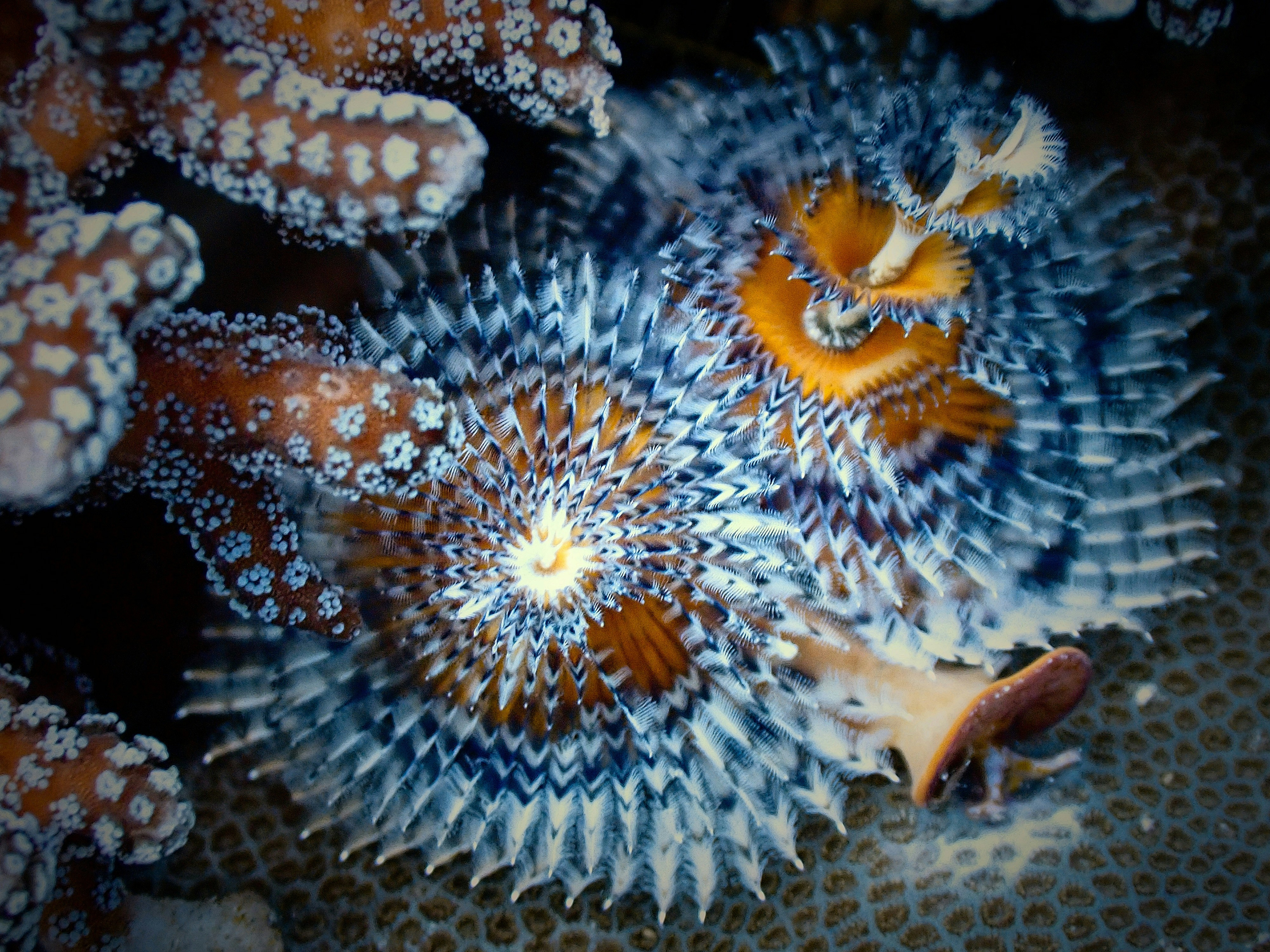 Photo by yan_underwater_photograph