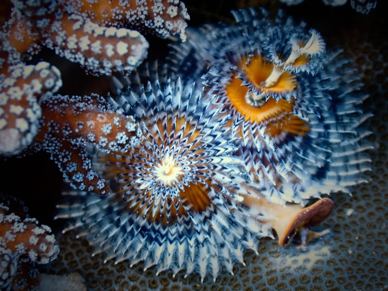 Scuba Diving Gear Guide for Beginners: What to Buy vs Rent