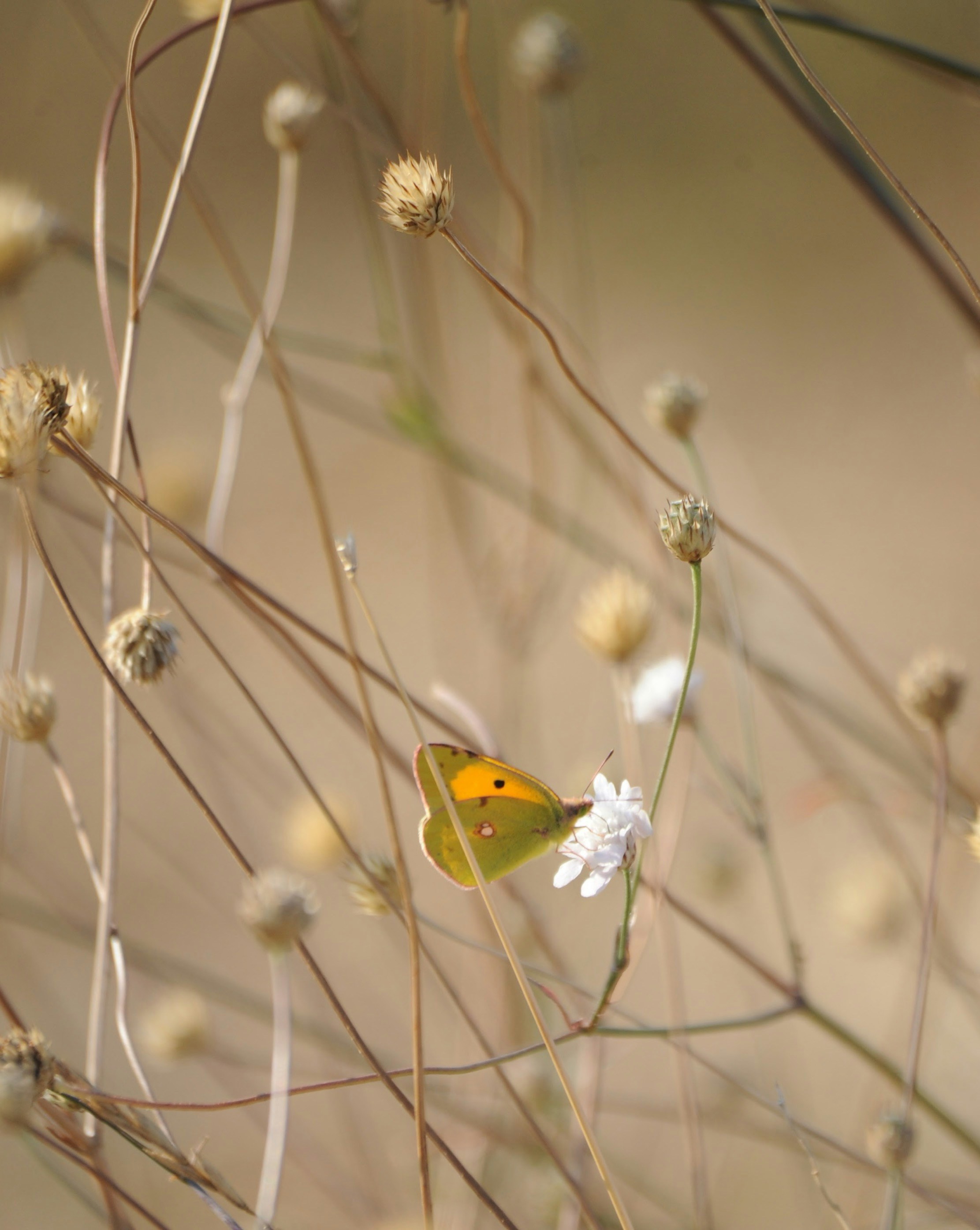 Una pequeña mariposa amarilla sentada encima de una flor blanca