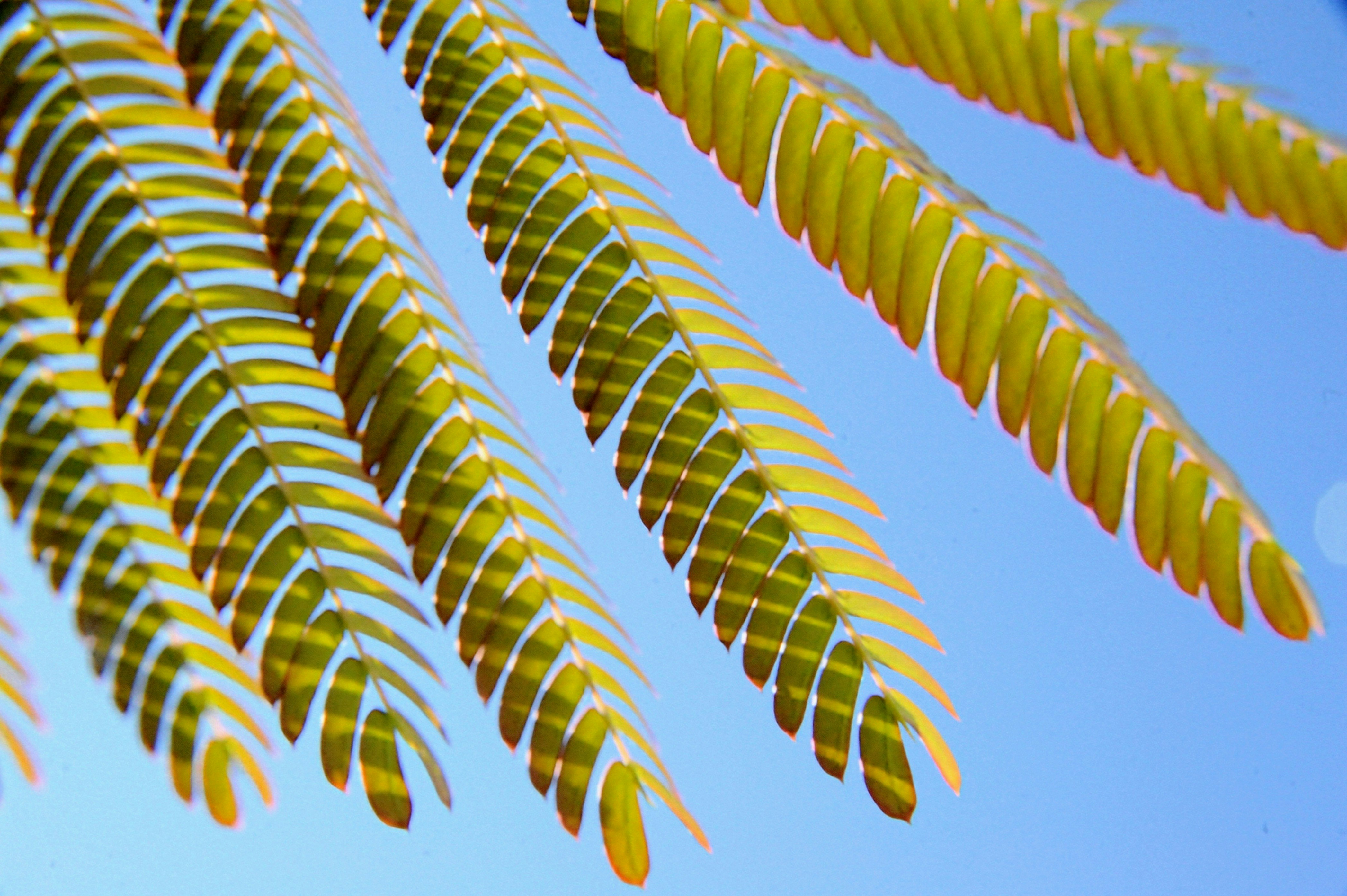 A close up of a tree branch with a blue sky in the background