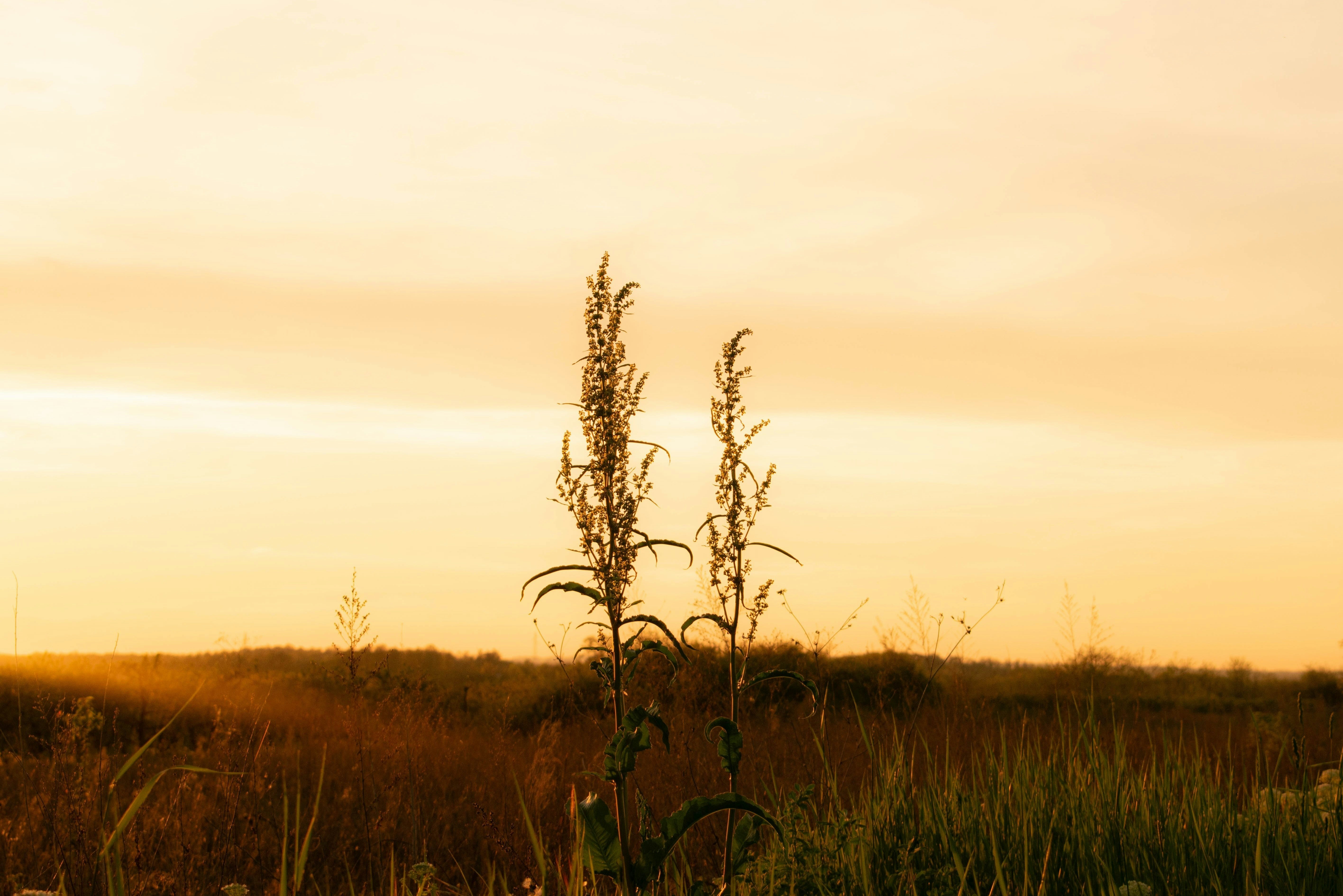 A bird flying over a lush green field