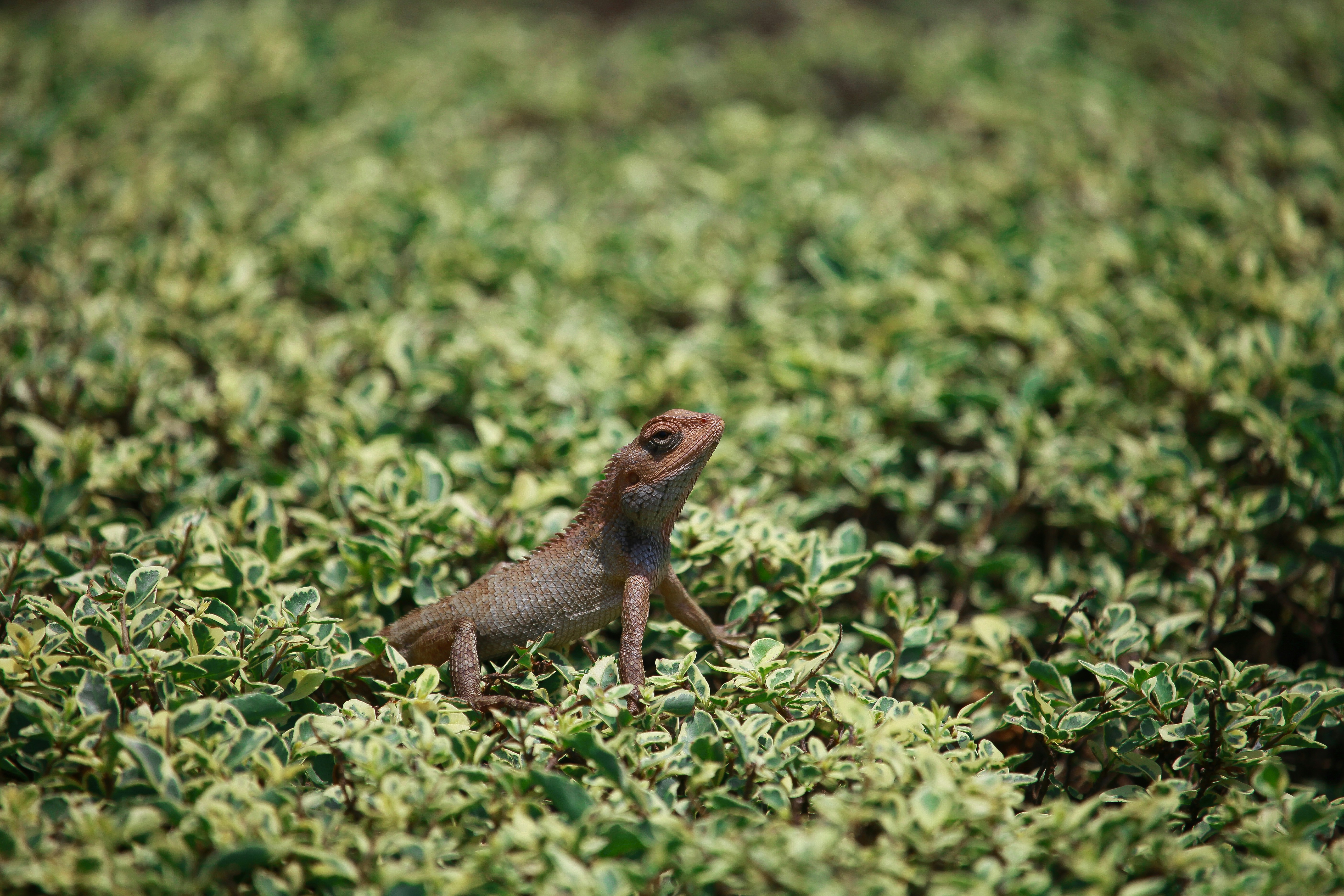 Targeting Systems: How Salamanders Achieve Pinpoint Accuracy (image credits: unsplash)