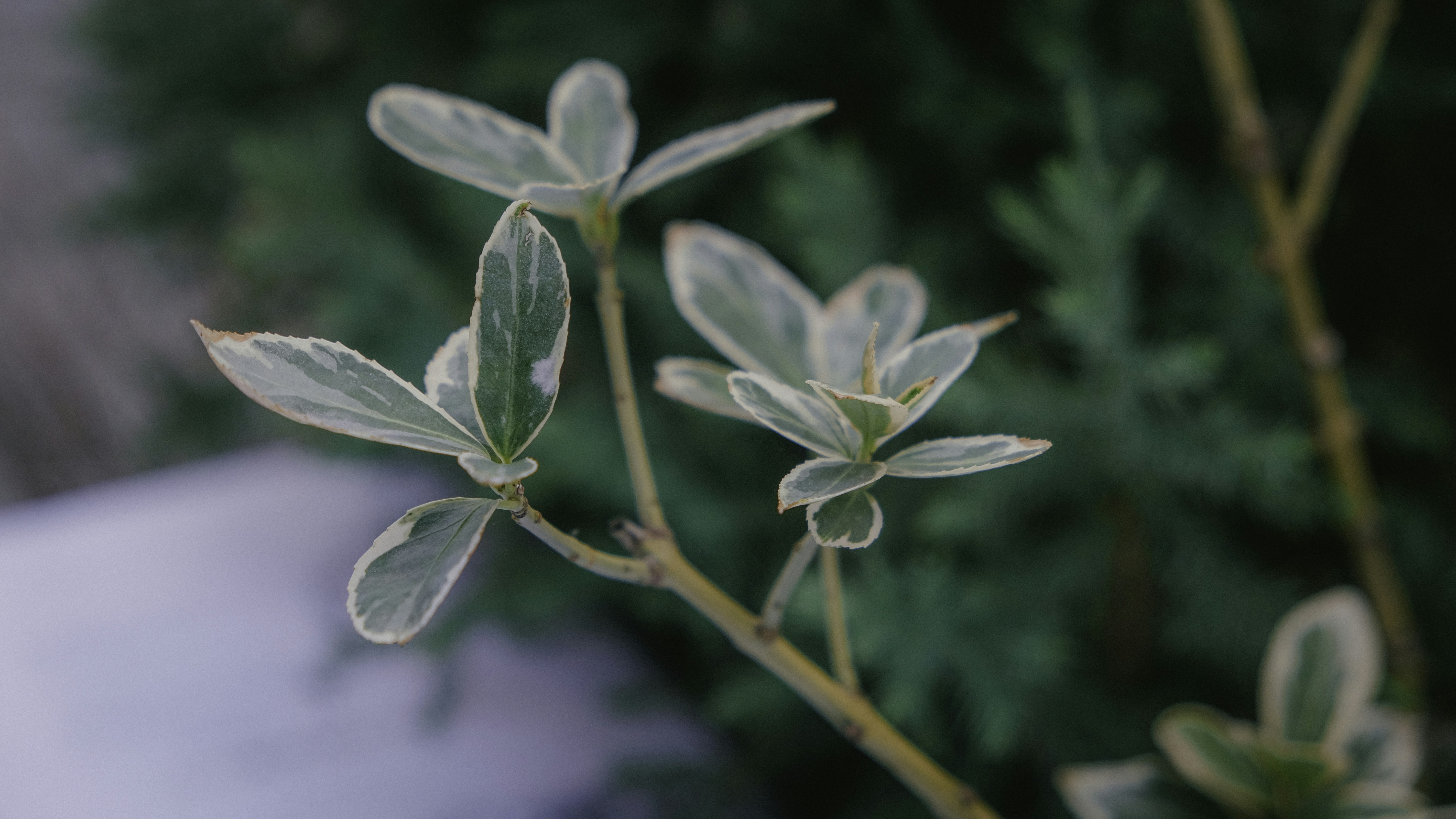 Photo by marishphoto