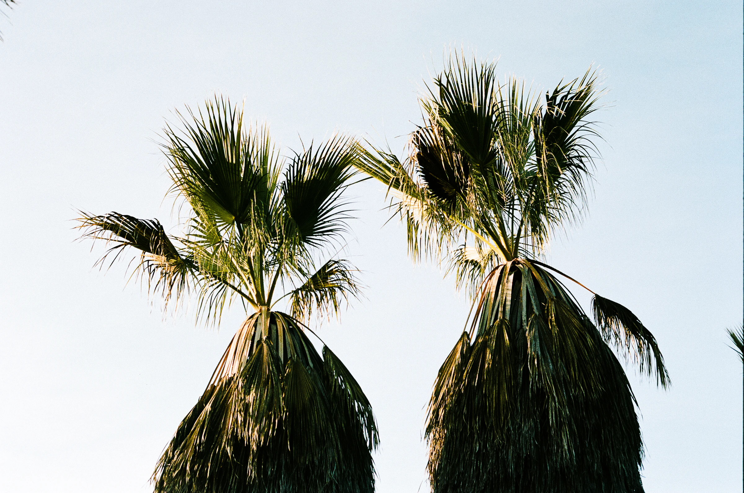 Palms at the California Botanic Garden in Claremont