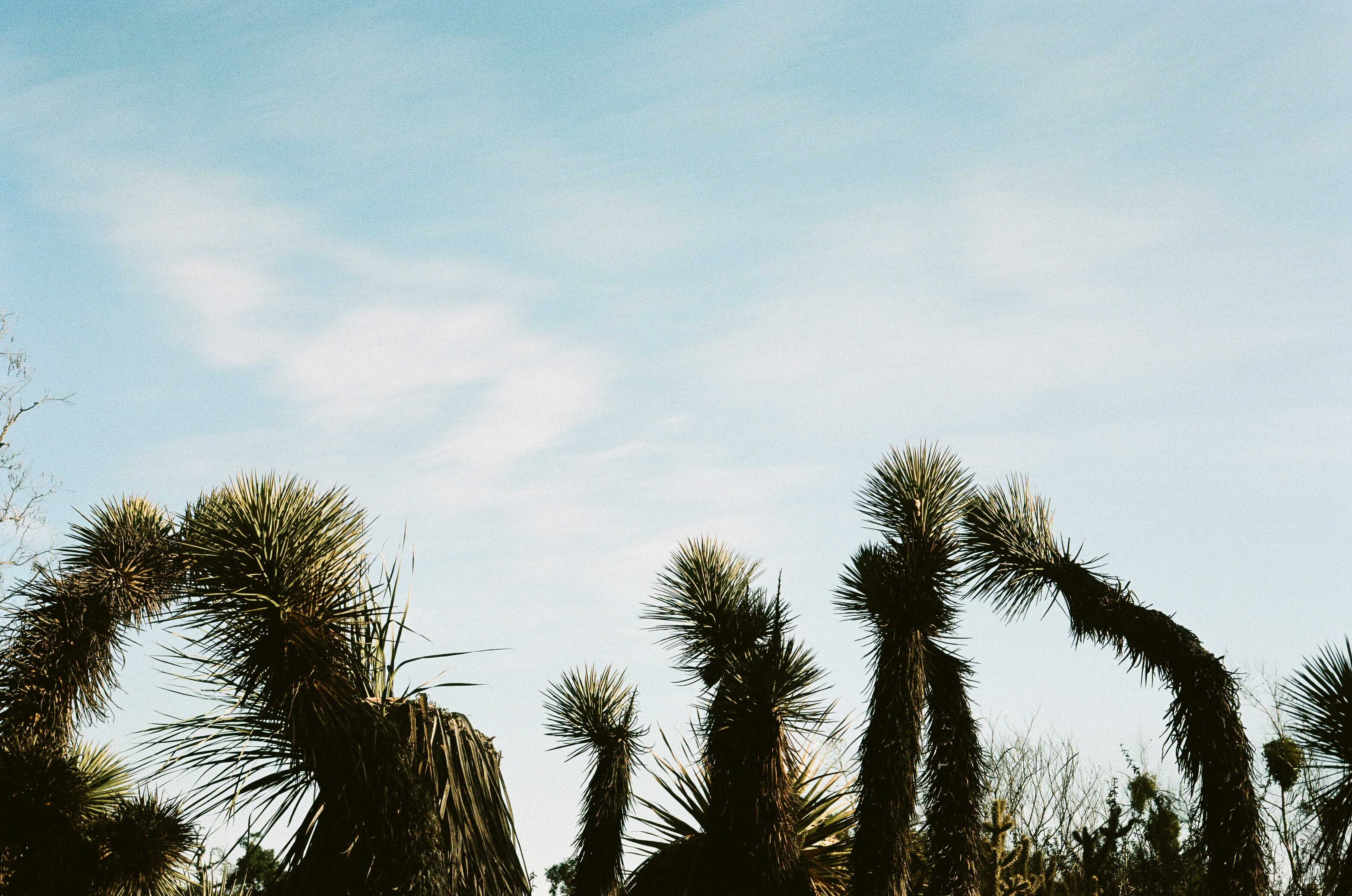 A group of trees that are next to each other