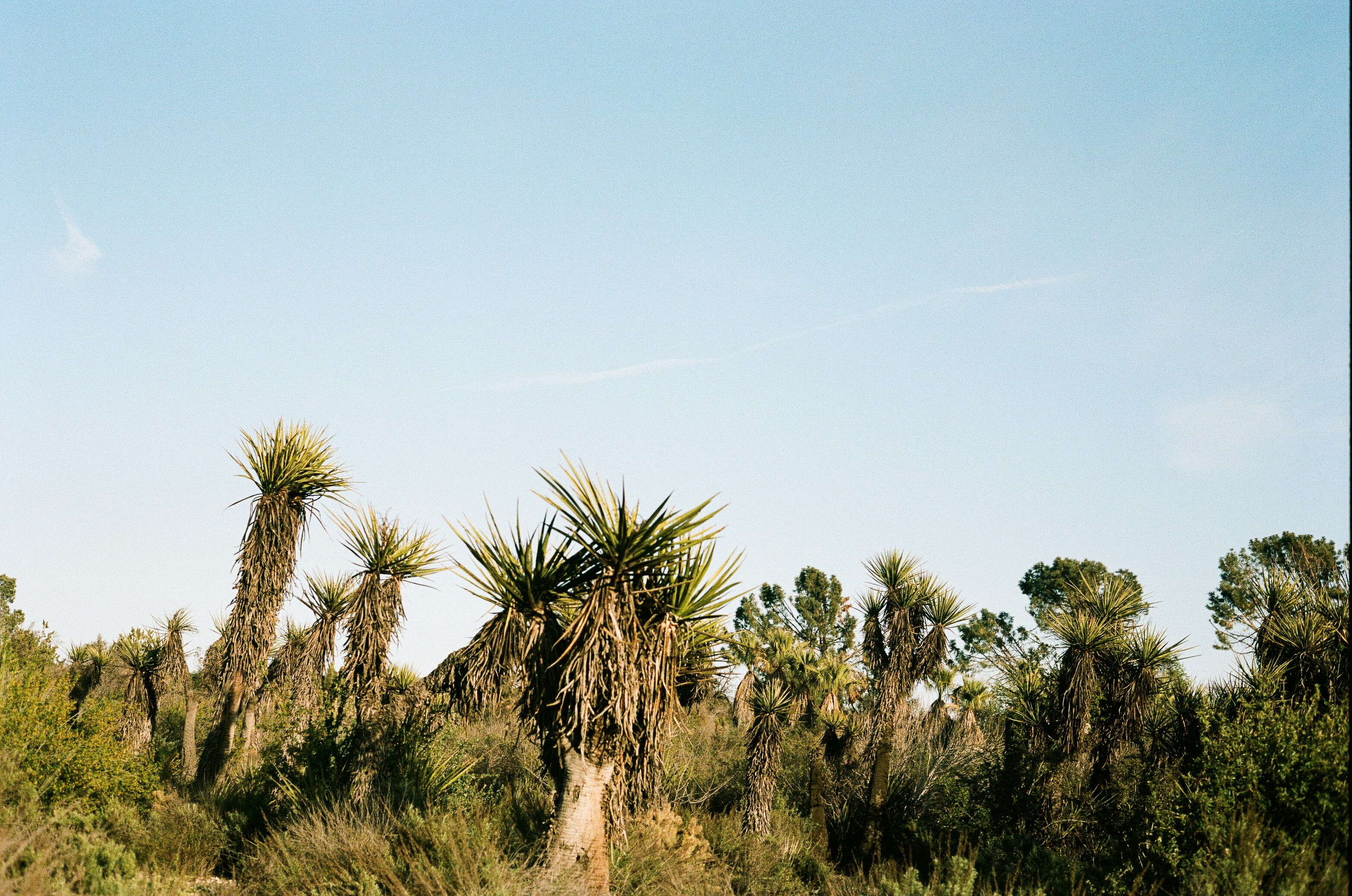 A giraffe walking through a lush green forest