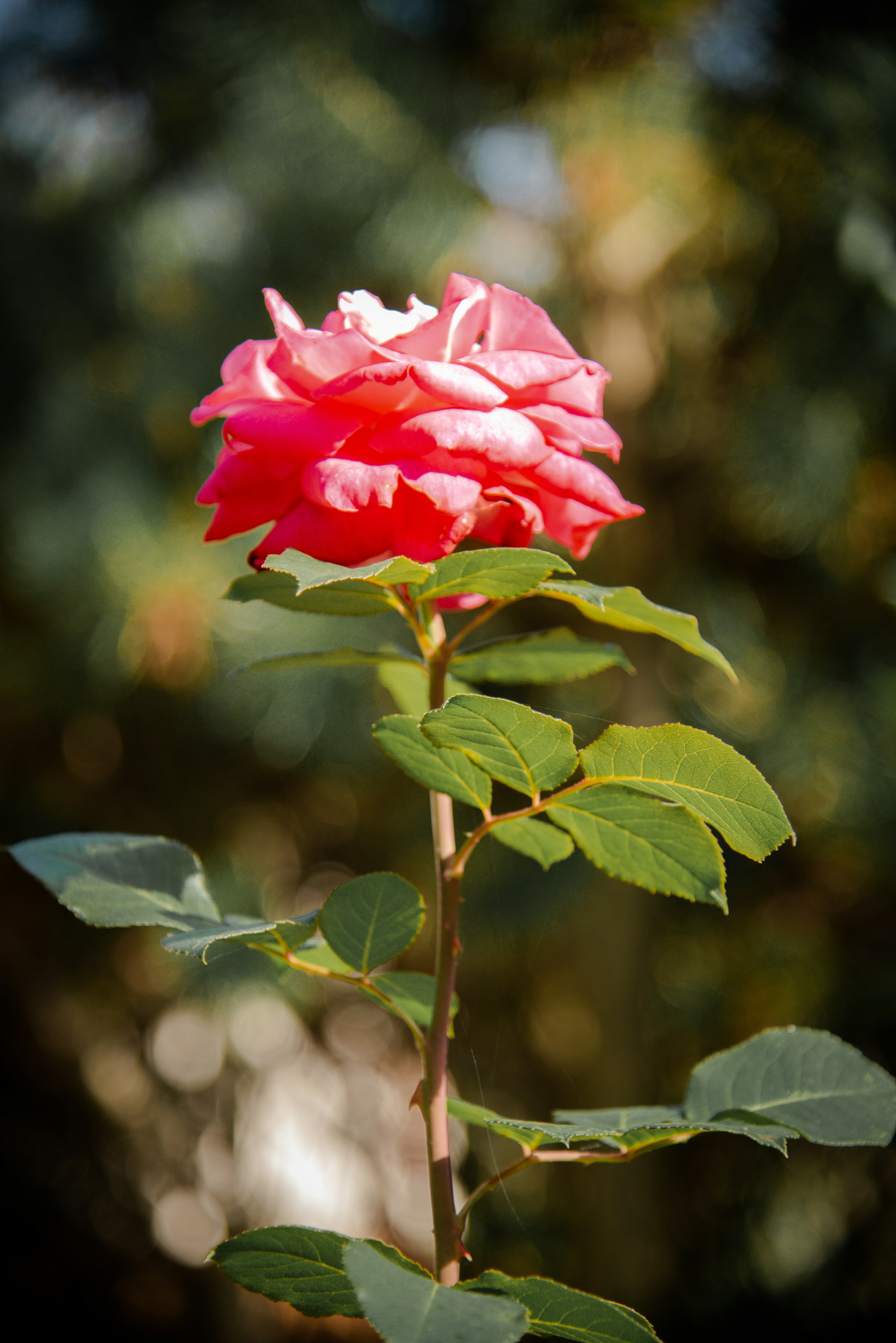 A pink rose with green leaves in the foreground by malwinanogaj