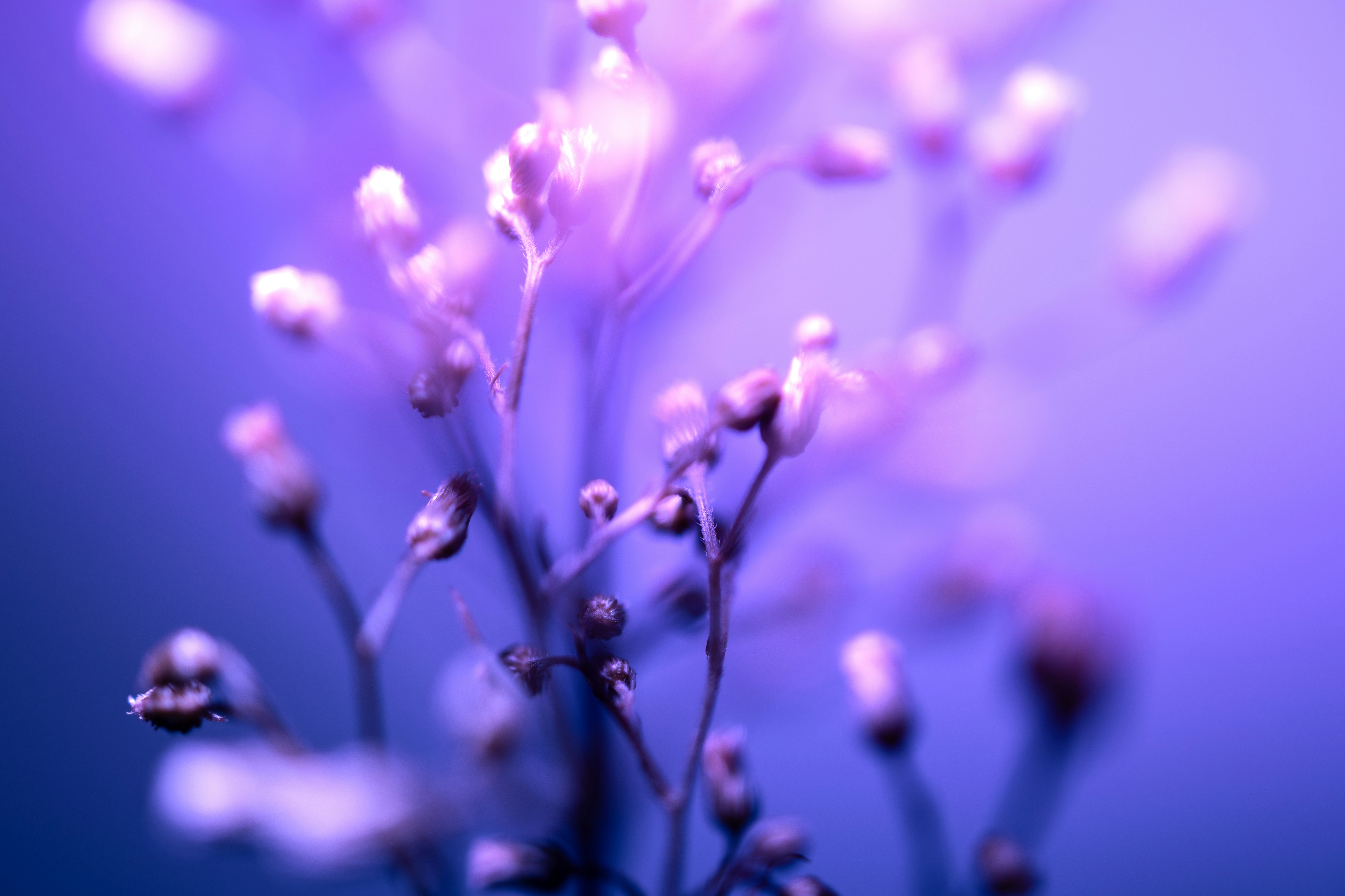A close up of a purple flower on a blue background