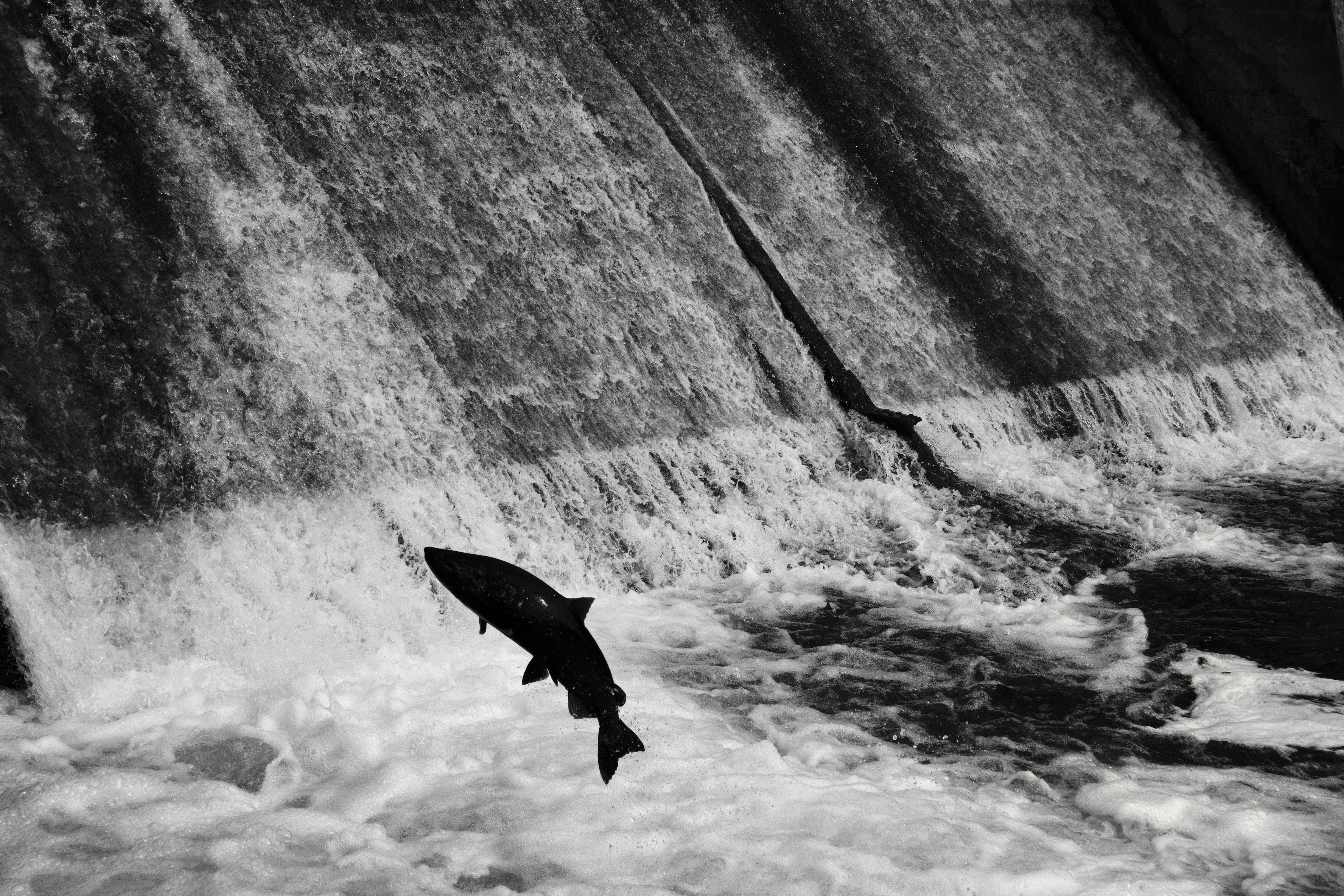 Foto hitam putih ikan melompat keluar dari bendungan