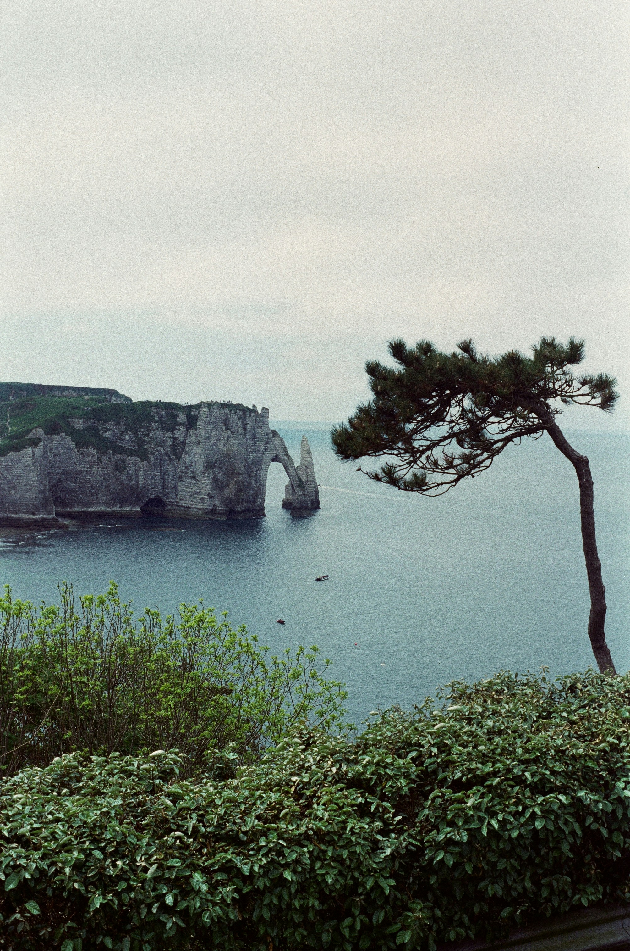 A view of a body of water with a tree in the foreground