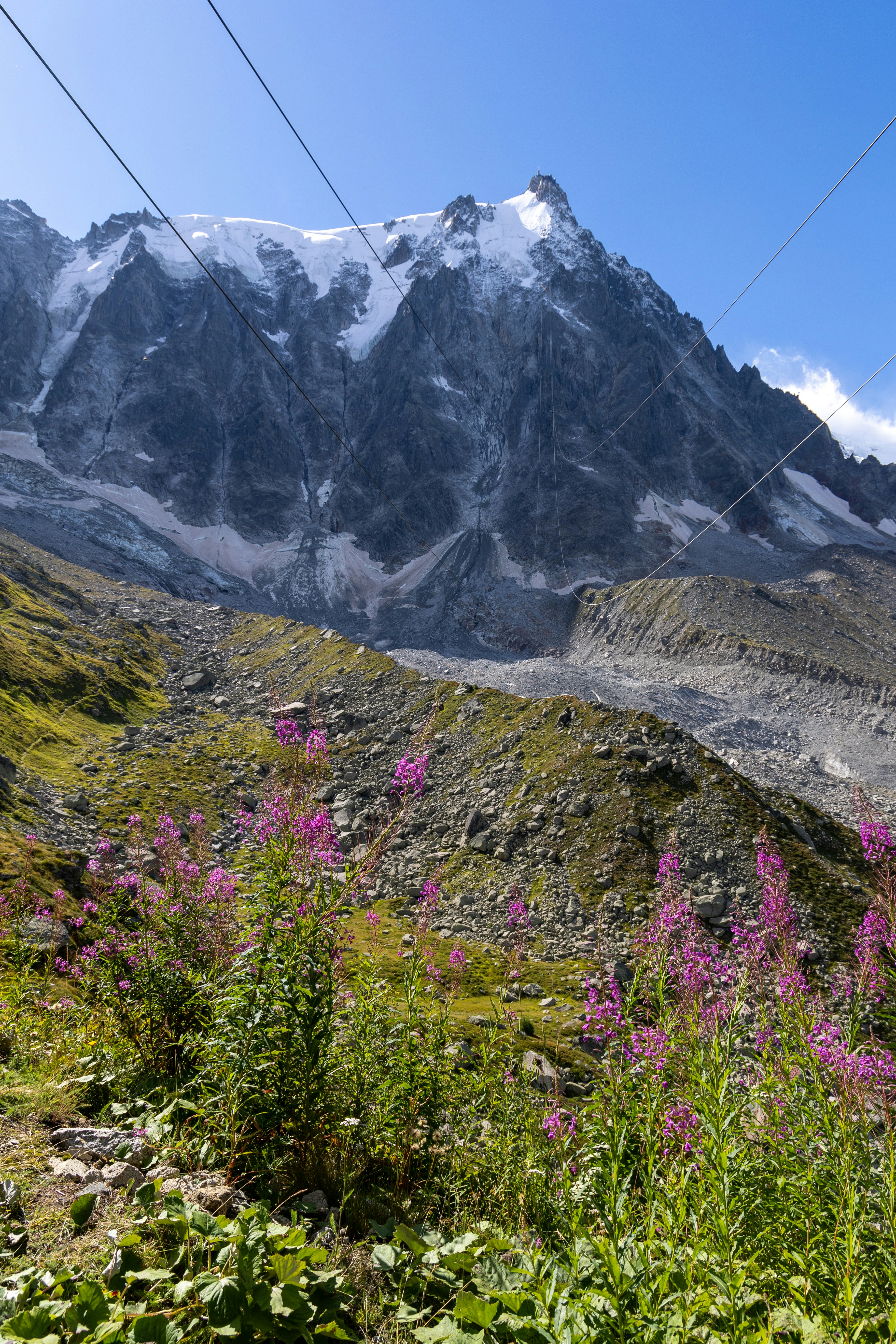 A view of a mountain range with pink flowers in the foreground