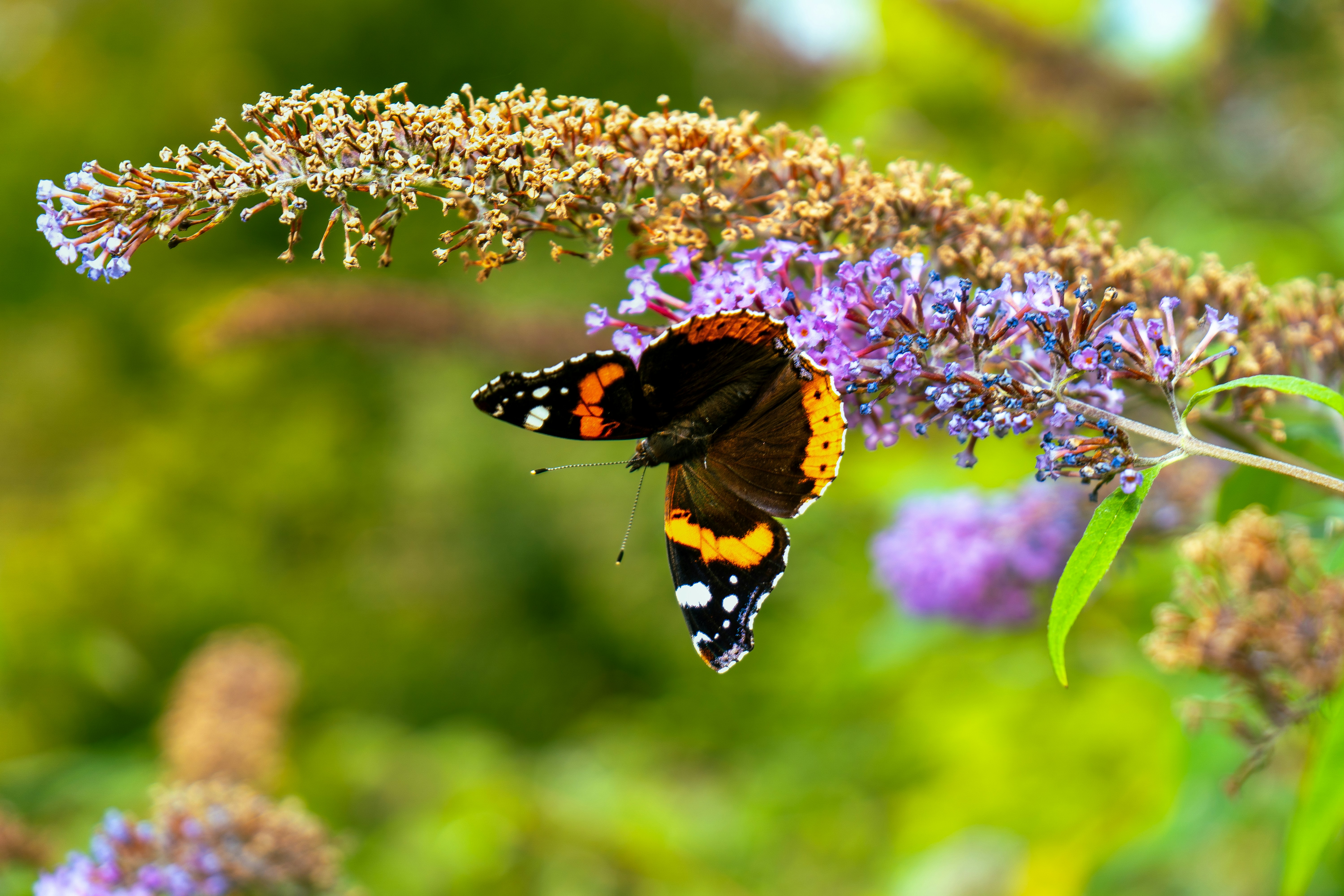 A butterfly that is sitting on a flower
