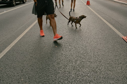 A person walking a dog on a leash down a street