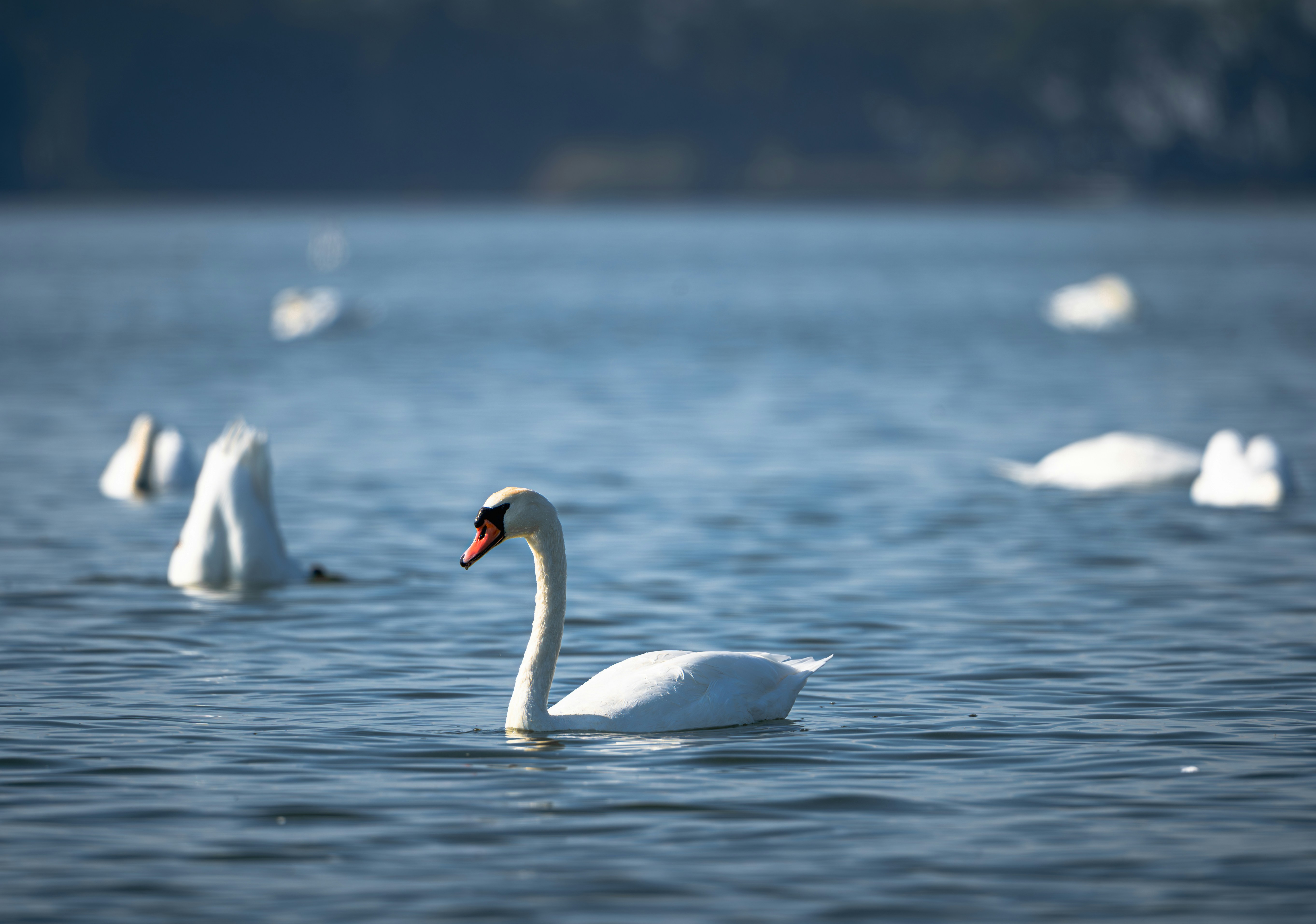 Photo by aronmarinelli