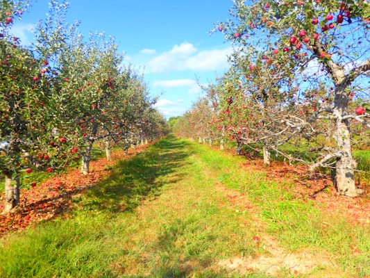Apple orchard with ripe fruit at harvest