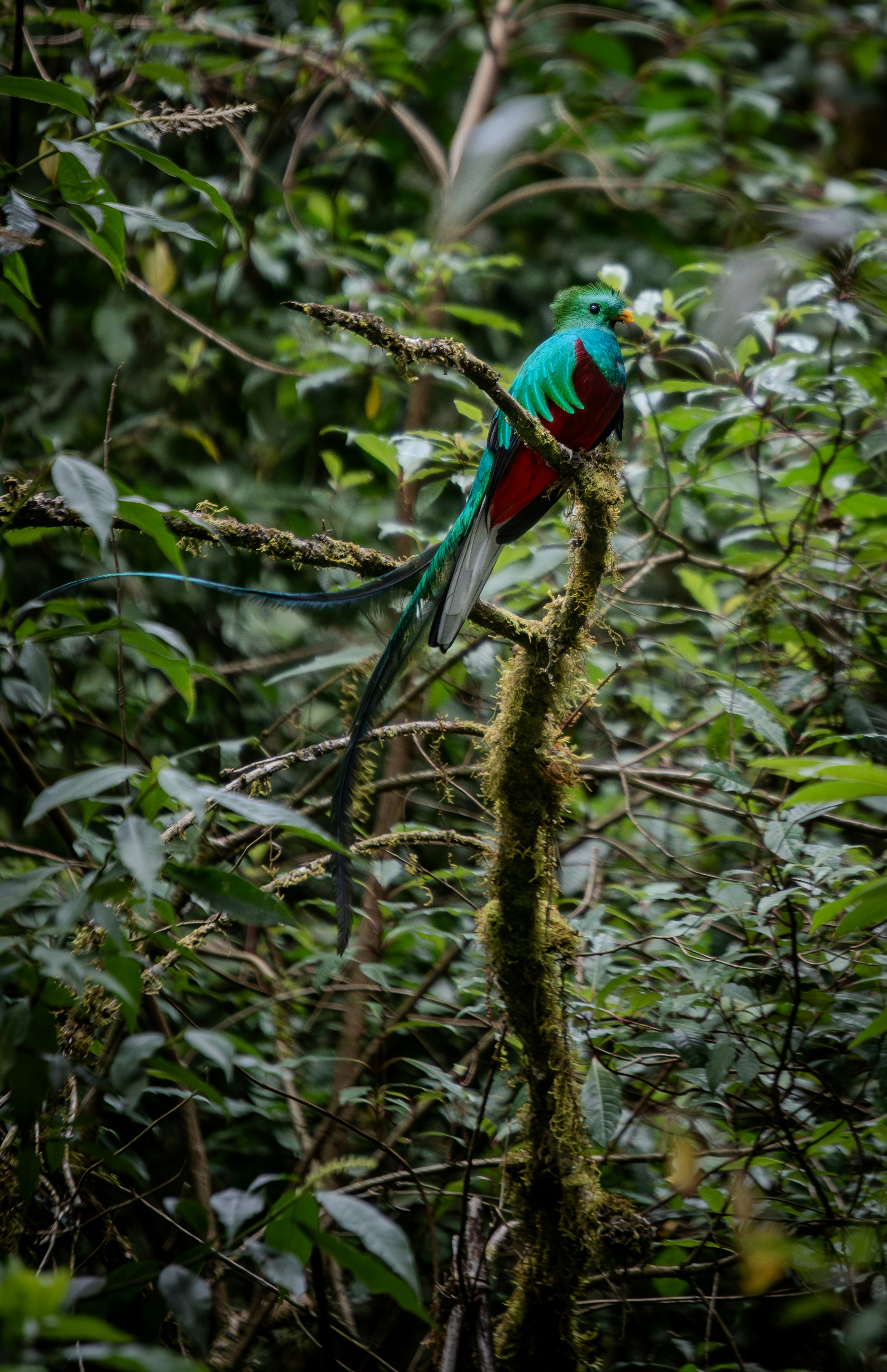 A colorful bird perched on a branch in a forest