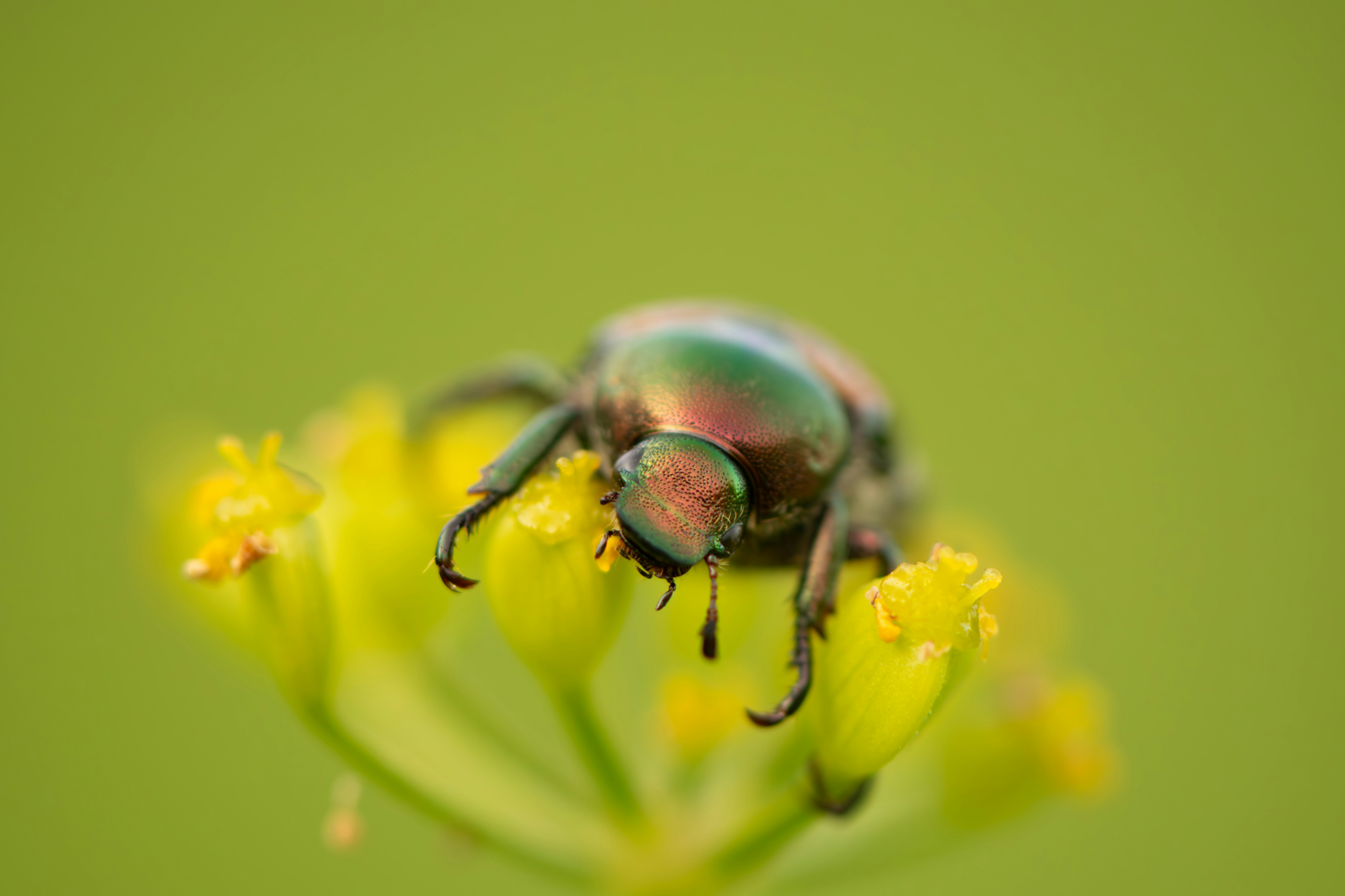 Photo by grant_ofstedahl