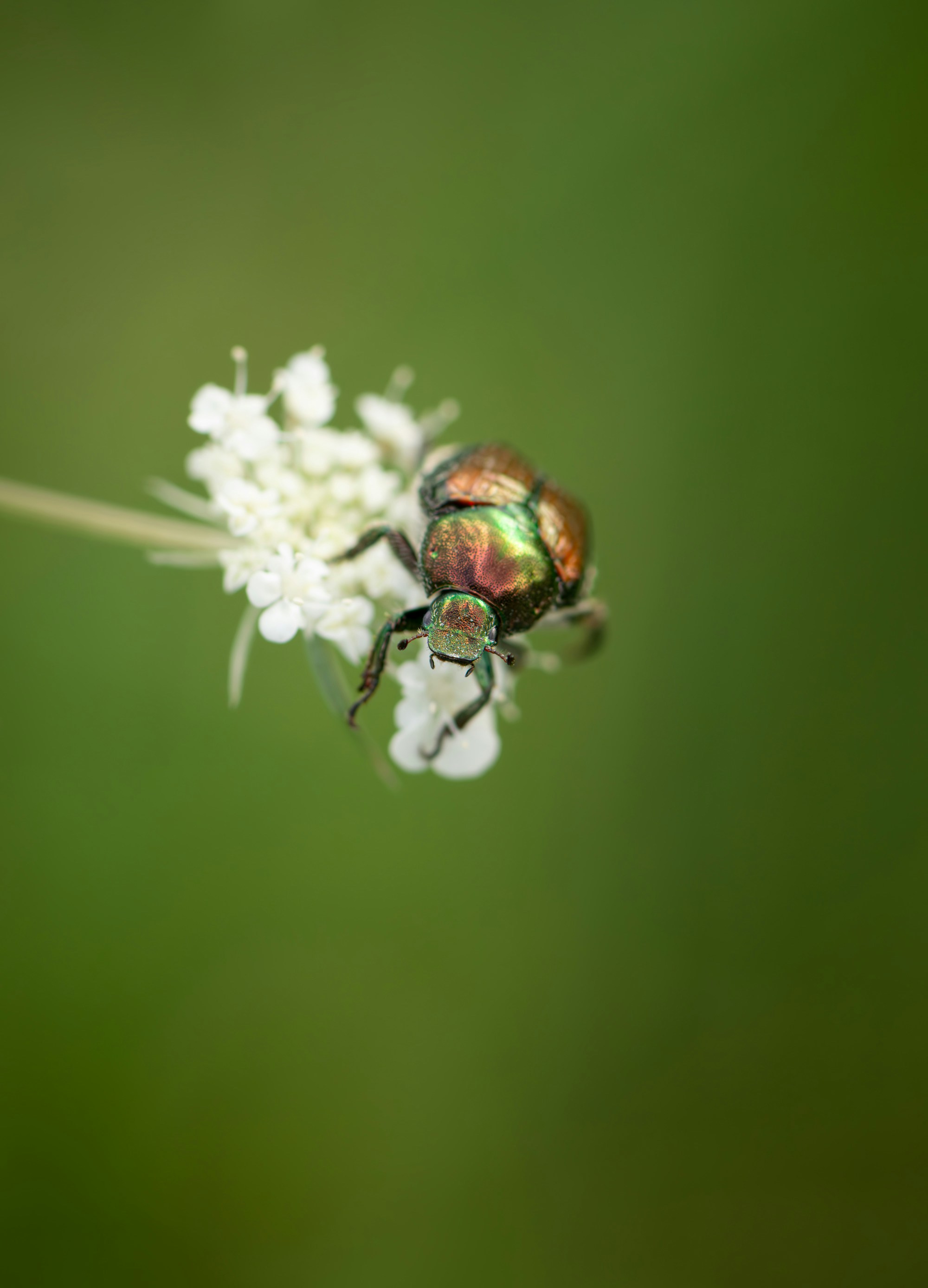 A beetle sitting on top of a white flower