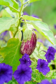 A close up of a plant with purple flowers