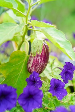 A close up of a plant with purple flowers