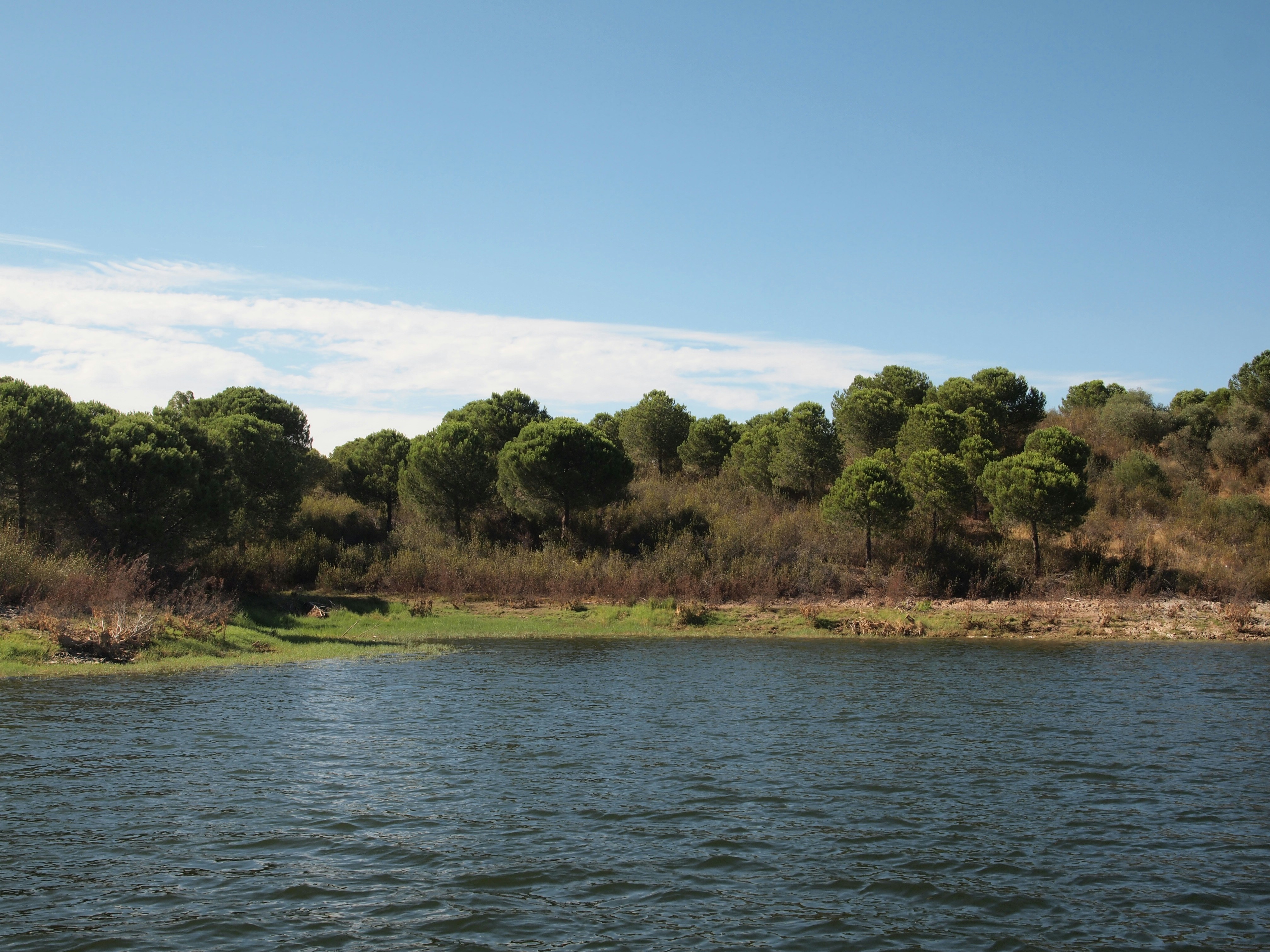 A body of water surrounded by trees and grass