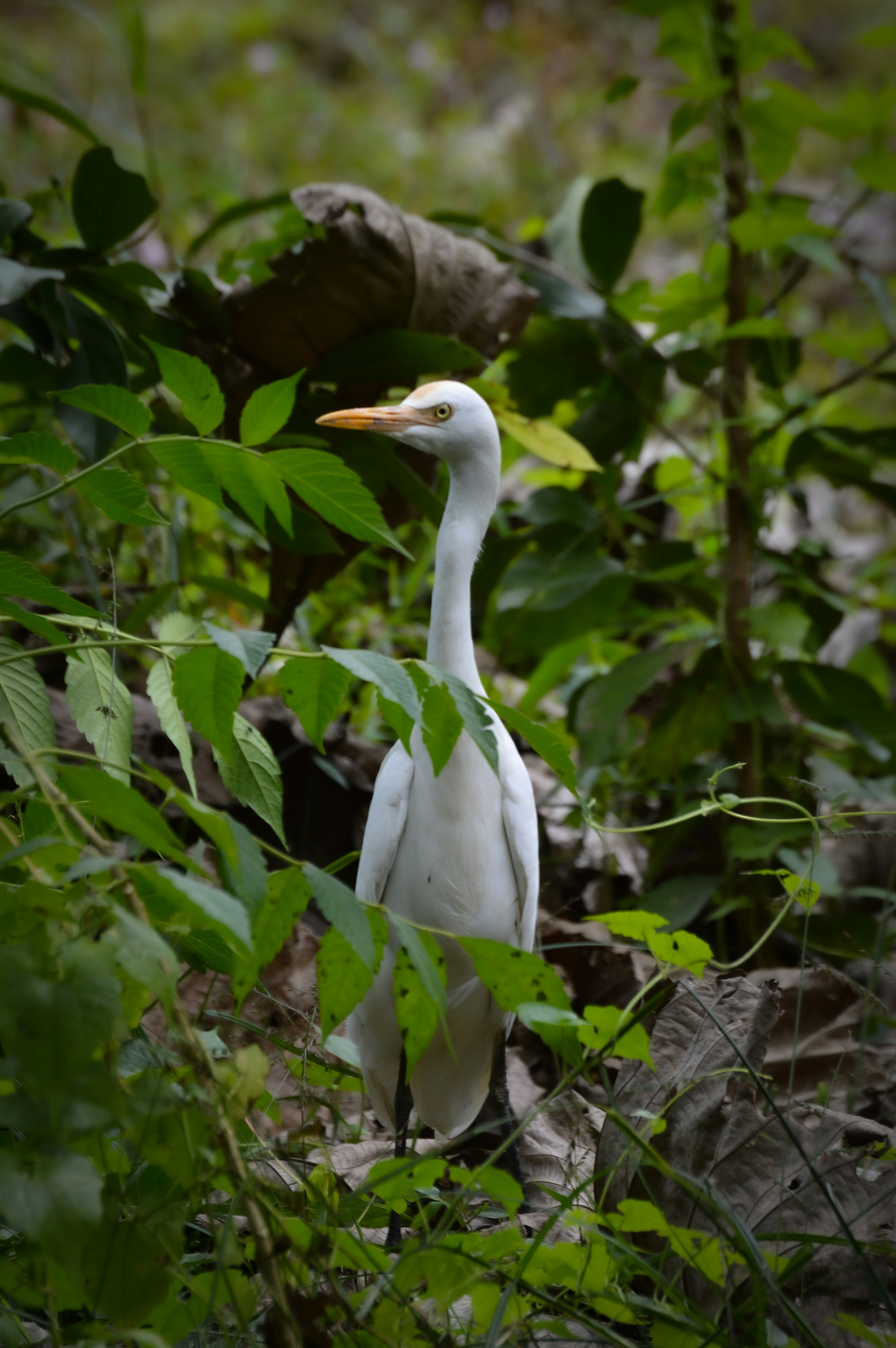 Photo by jithinvijayamohanan