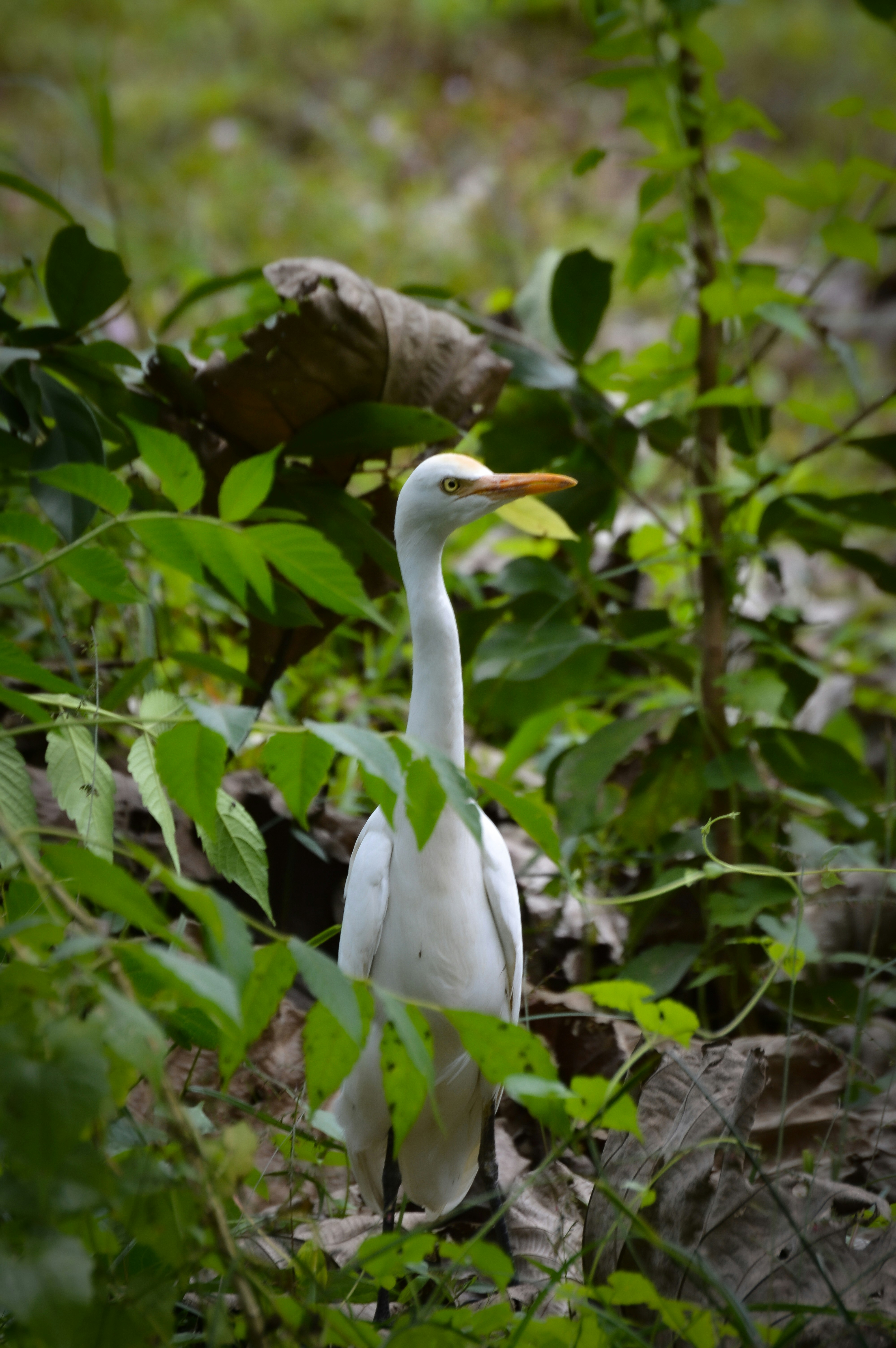 Photo by jithinvijayamohanan