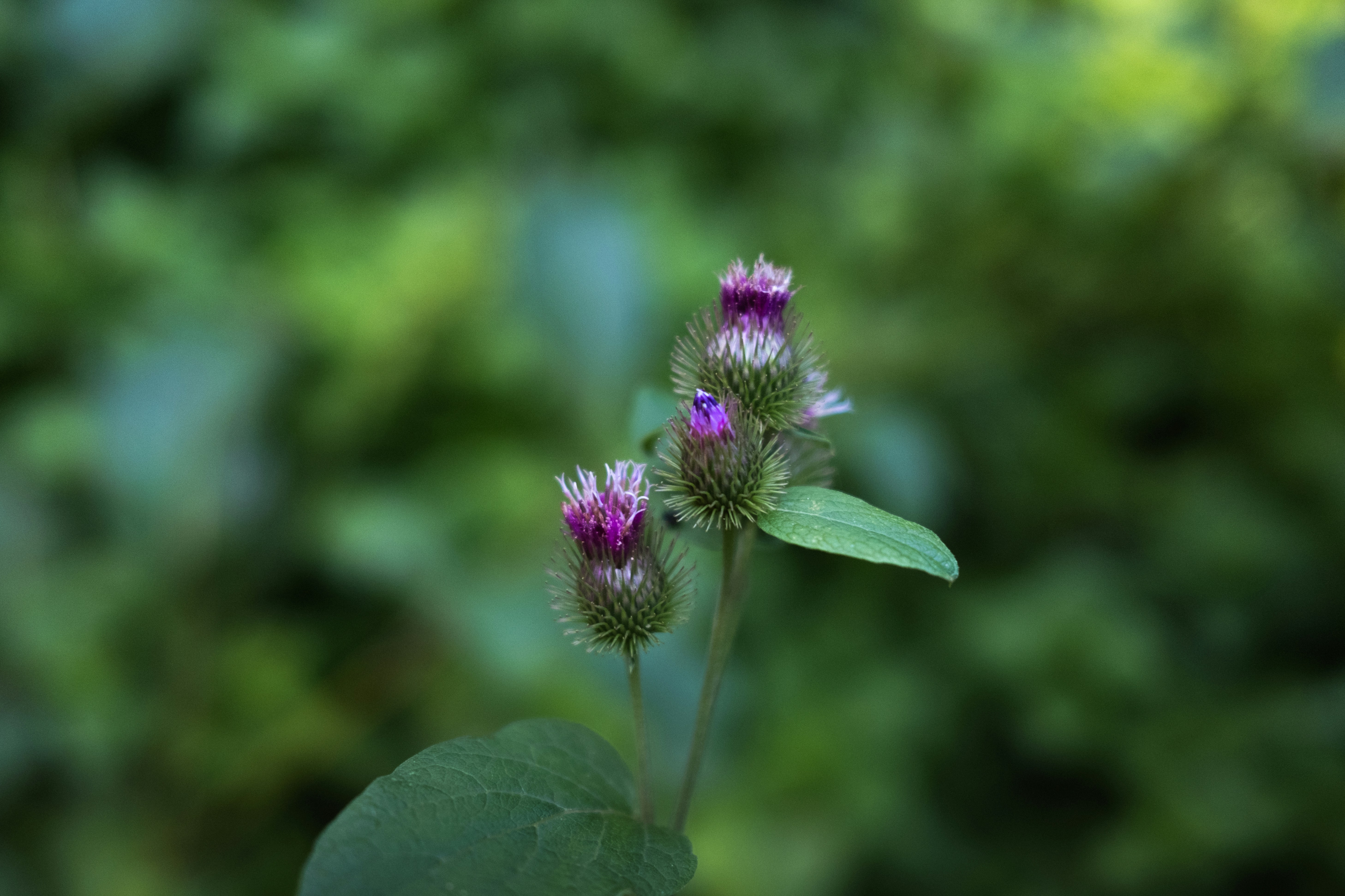 Photo by lauraespana